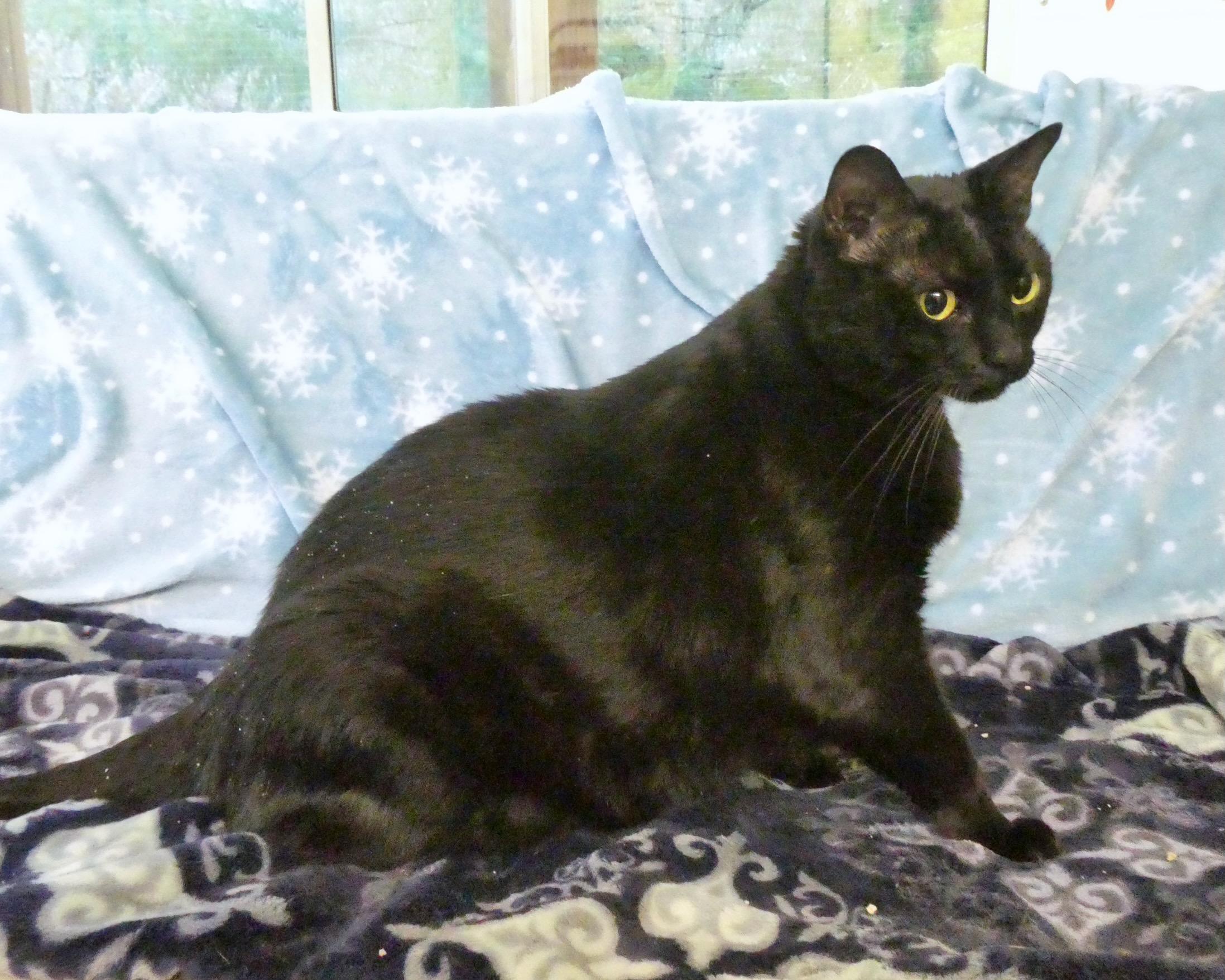 Penelope, Adoptable, Adult Female American Shorthair & American Shorthair.