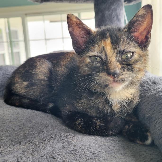 Enlarge Jill, a Adoptable Domestic Short Hair in Chesapeake, VA image 1/1