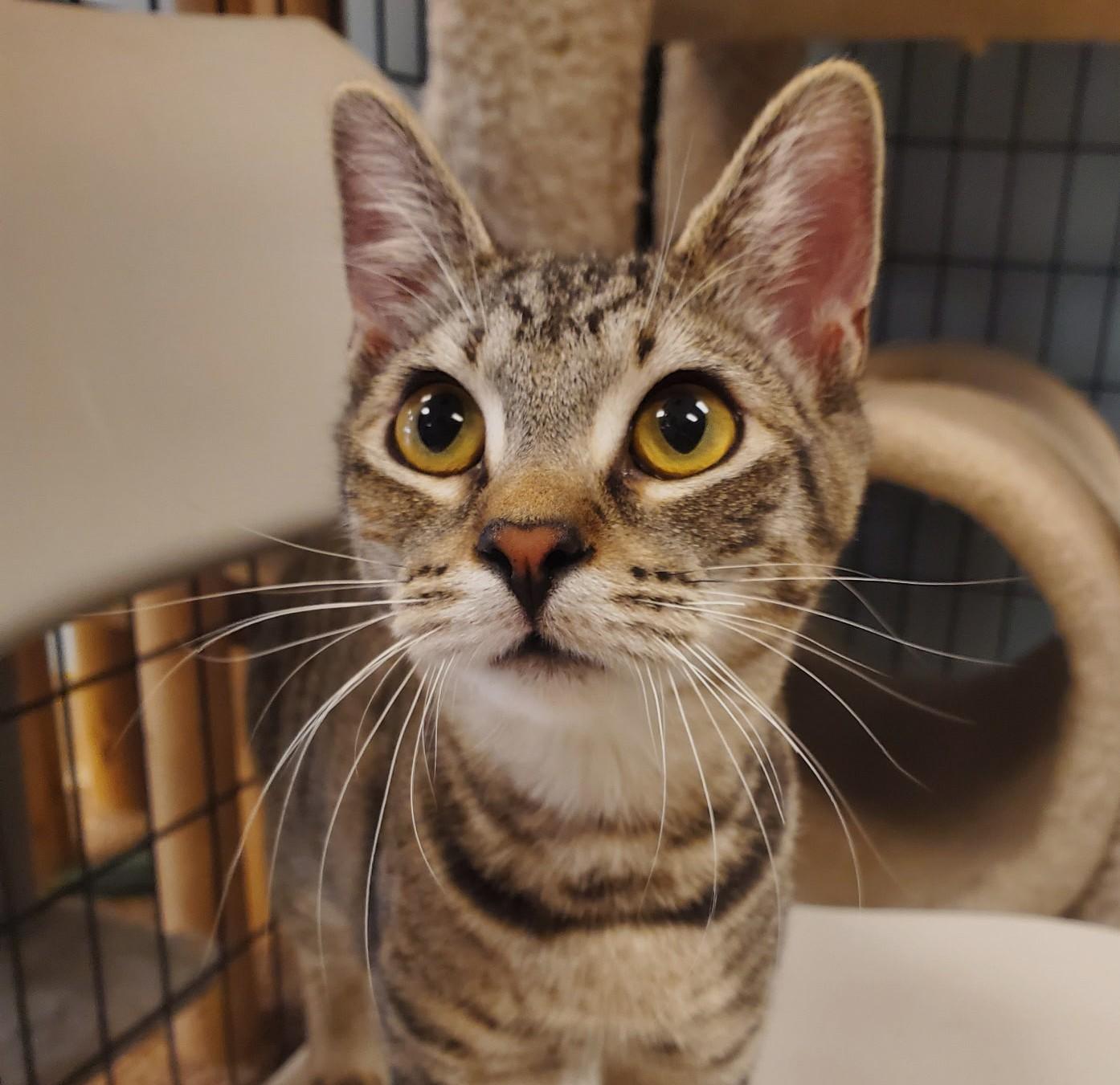 Pixie, Adoptable, Young Female Tabby.