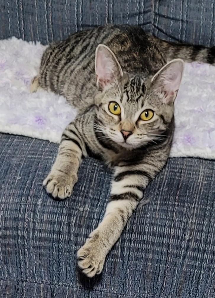 Enlarge Pixie, an adopted mixed breed in Veradale, WA image 2/4