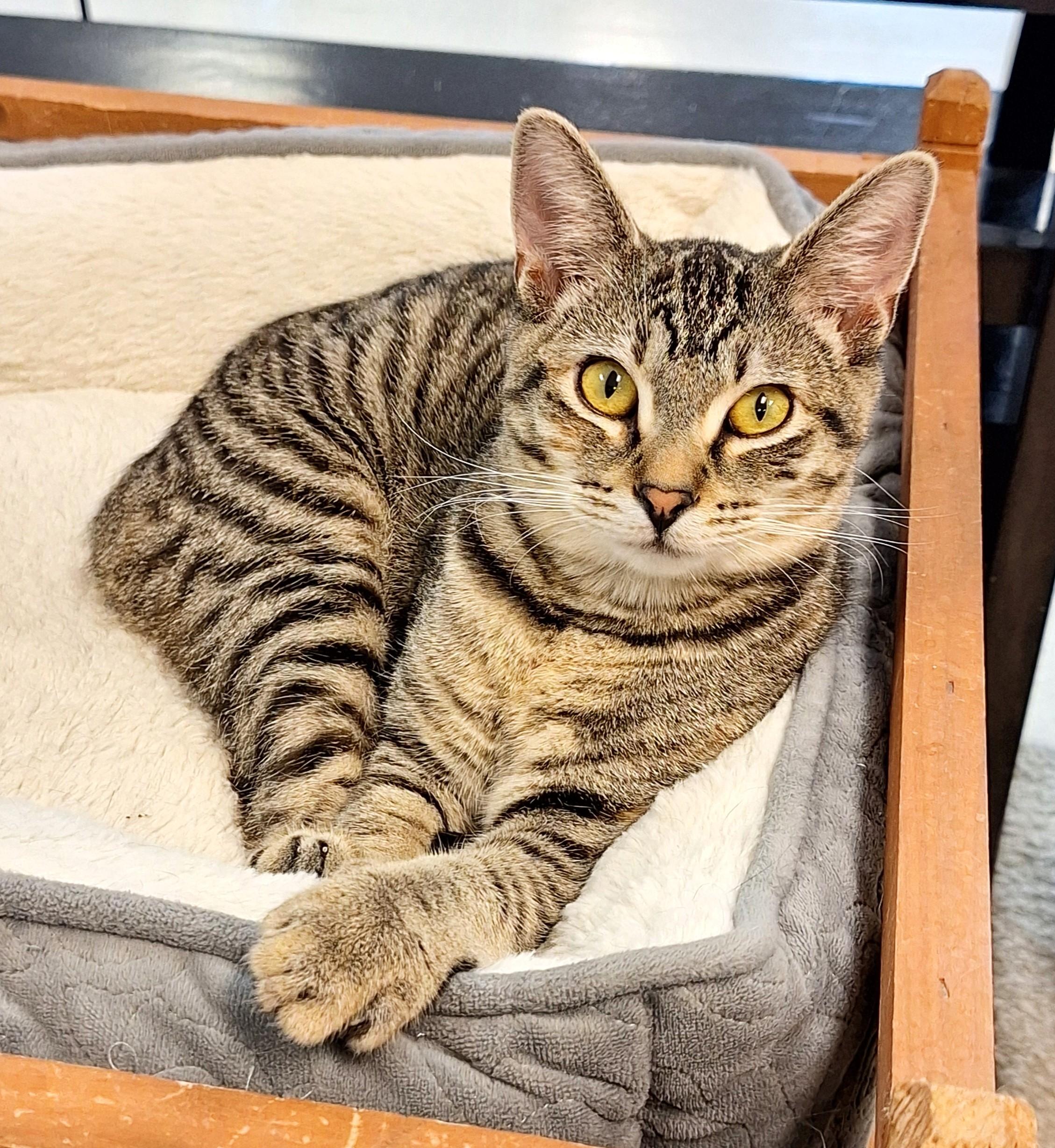 Enlarge Pixie, an adopted mixed breed in Veradale, WA image 3/4