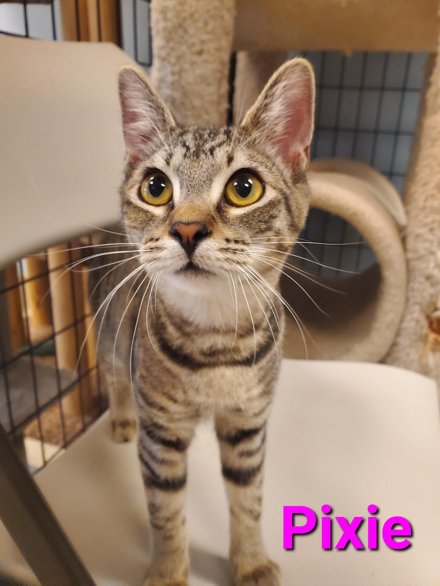 Enlarge Pixie, an adopted mixed breed in Veradale, WA image 4/4