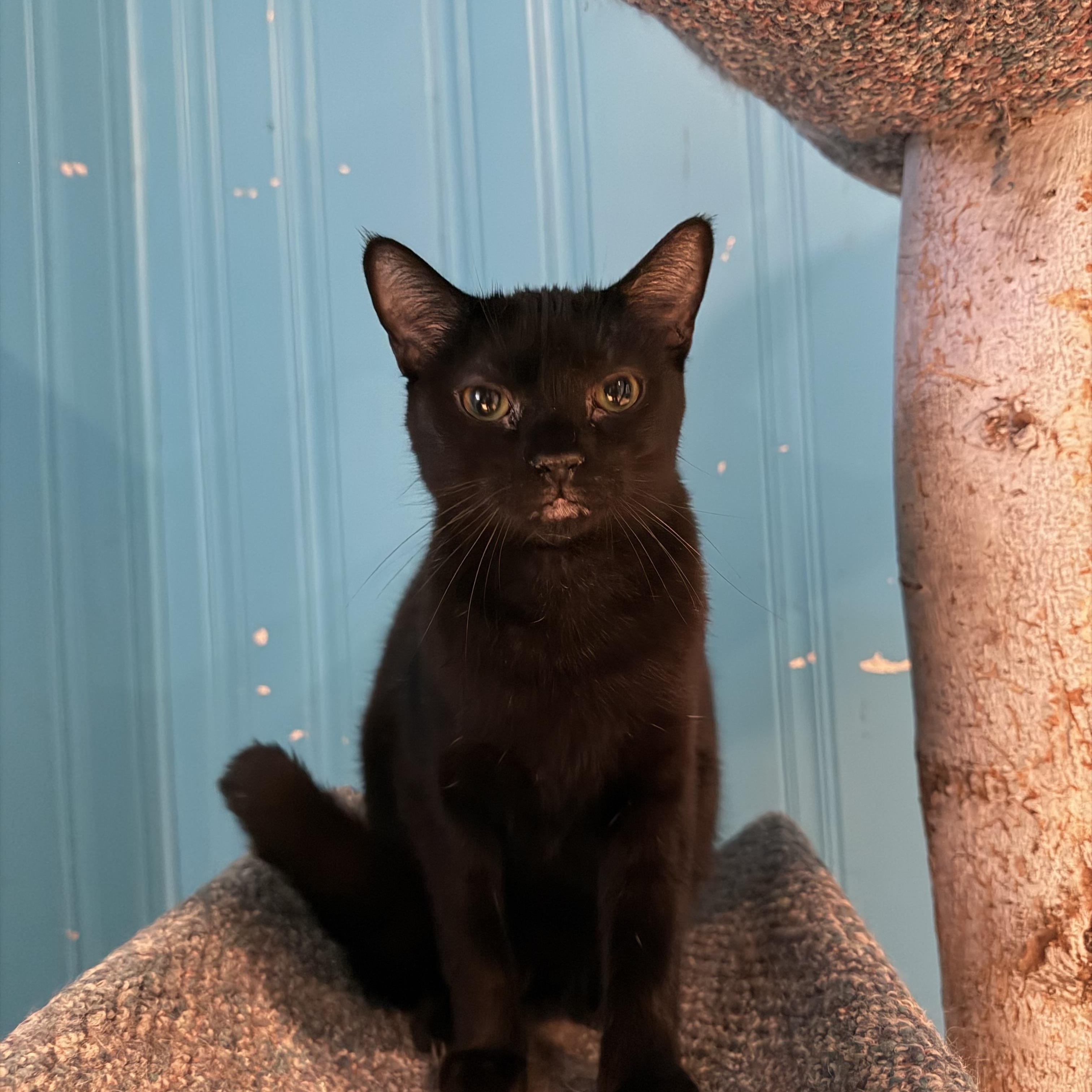 Enlarge Aelin, a Adoptable Domestic Short Hair in Lemont, IL image 1/3