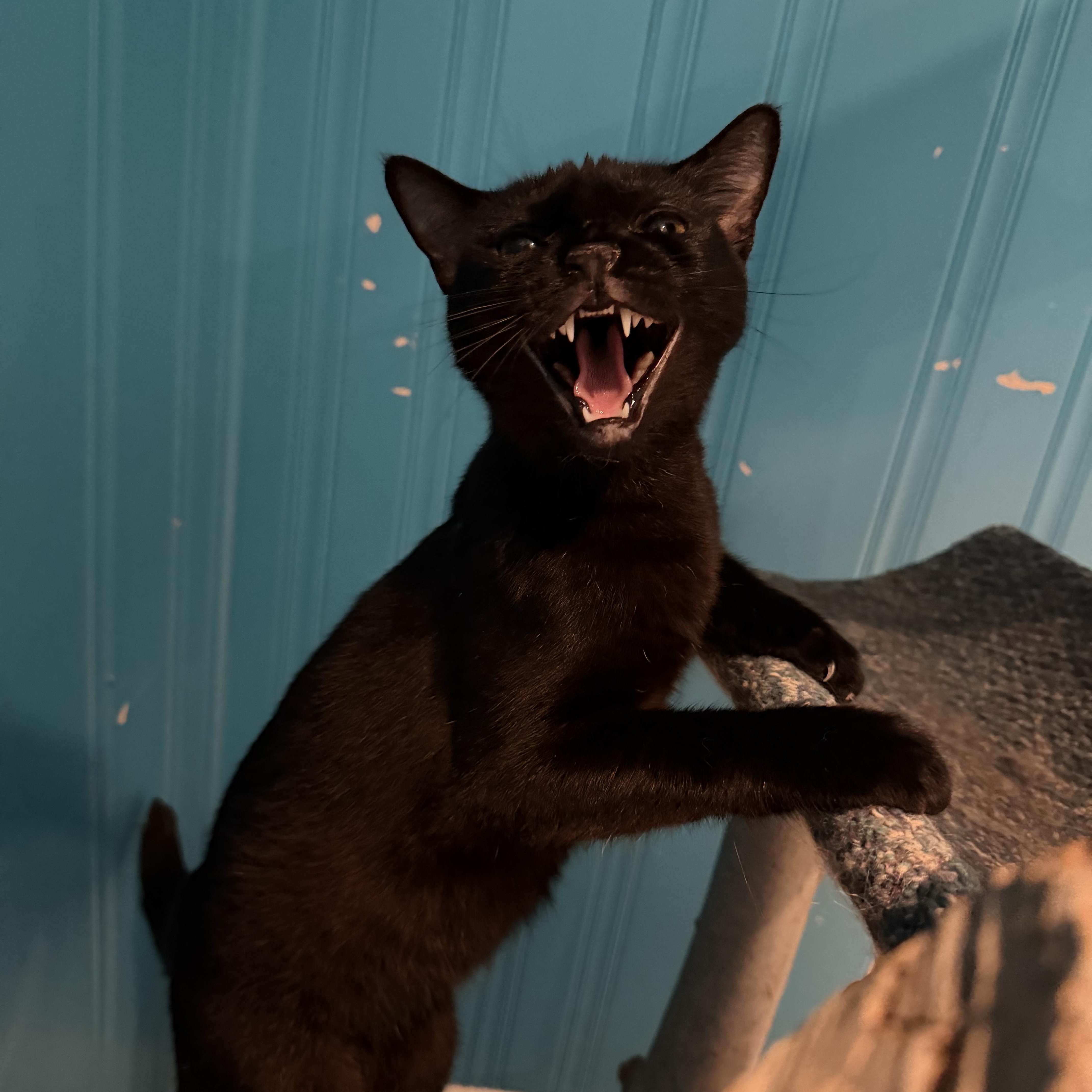 Enlarge Aelin, a Adoptable Domestic Short Hair in Lemont, IL image 2/3