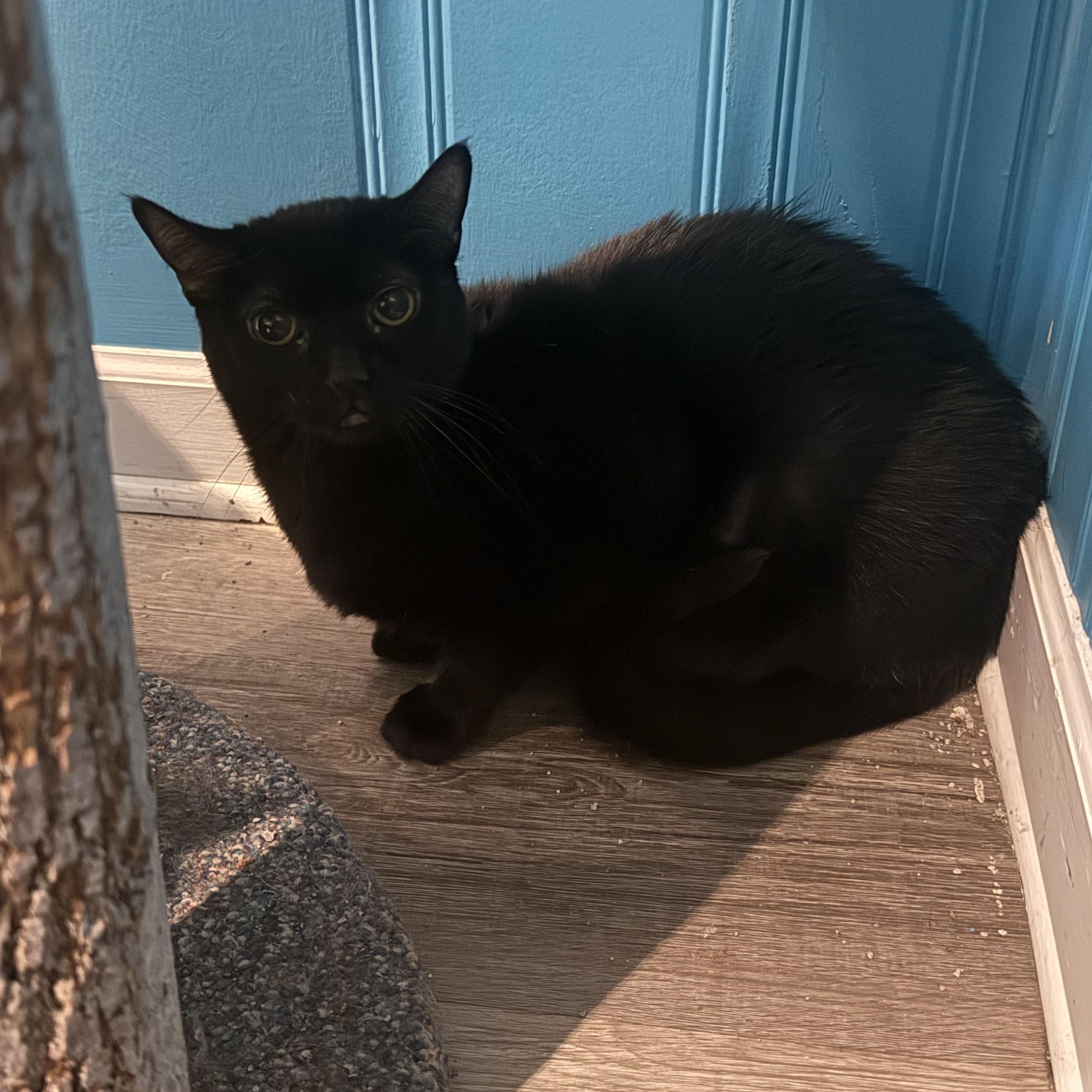 Enlarge Aelin, a Adoptable Domestic Short Hair in Lemont, IL image 3/3