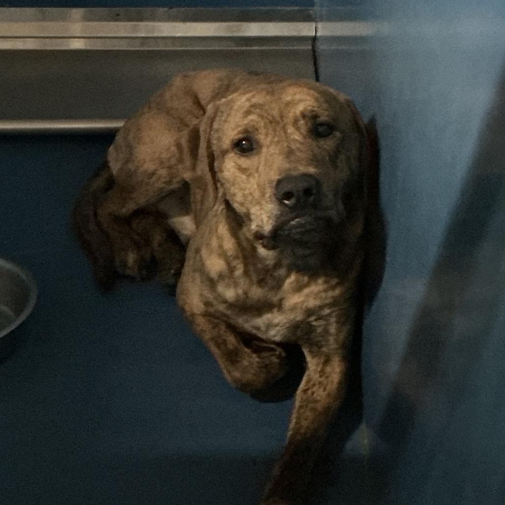 Hammer, Adoptable, Young Male Pit Bull Terrier.