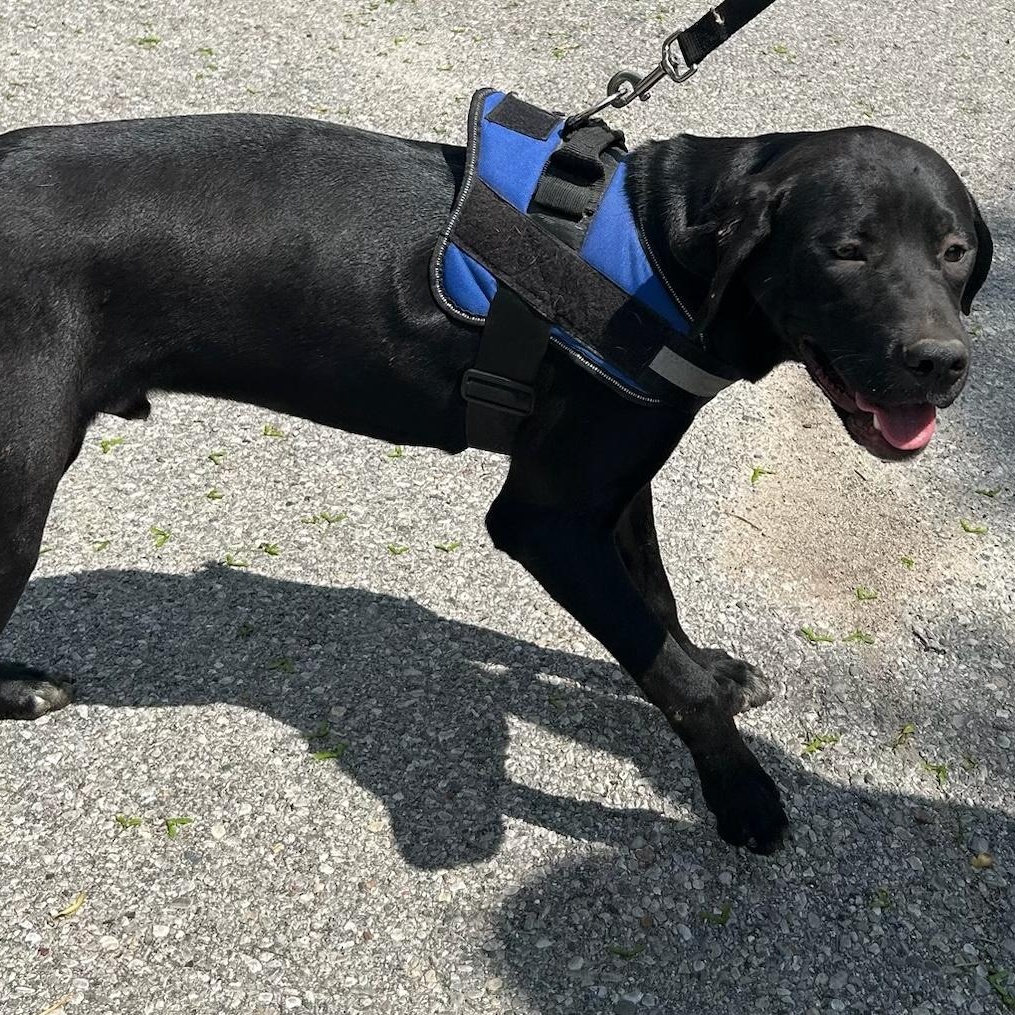 Enlarge Teddy Bear, a ADOPTABLE mixed breed in Traverse City, MI image 1/1