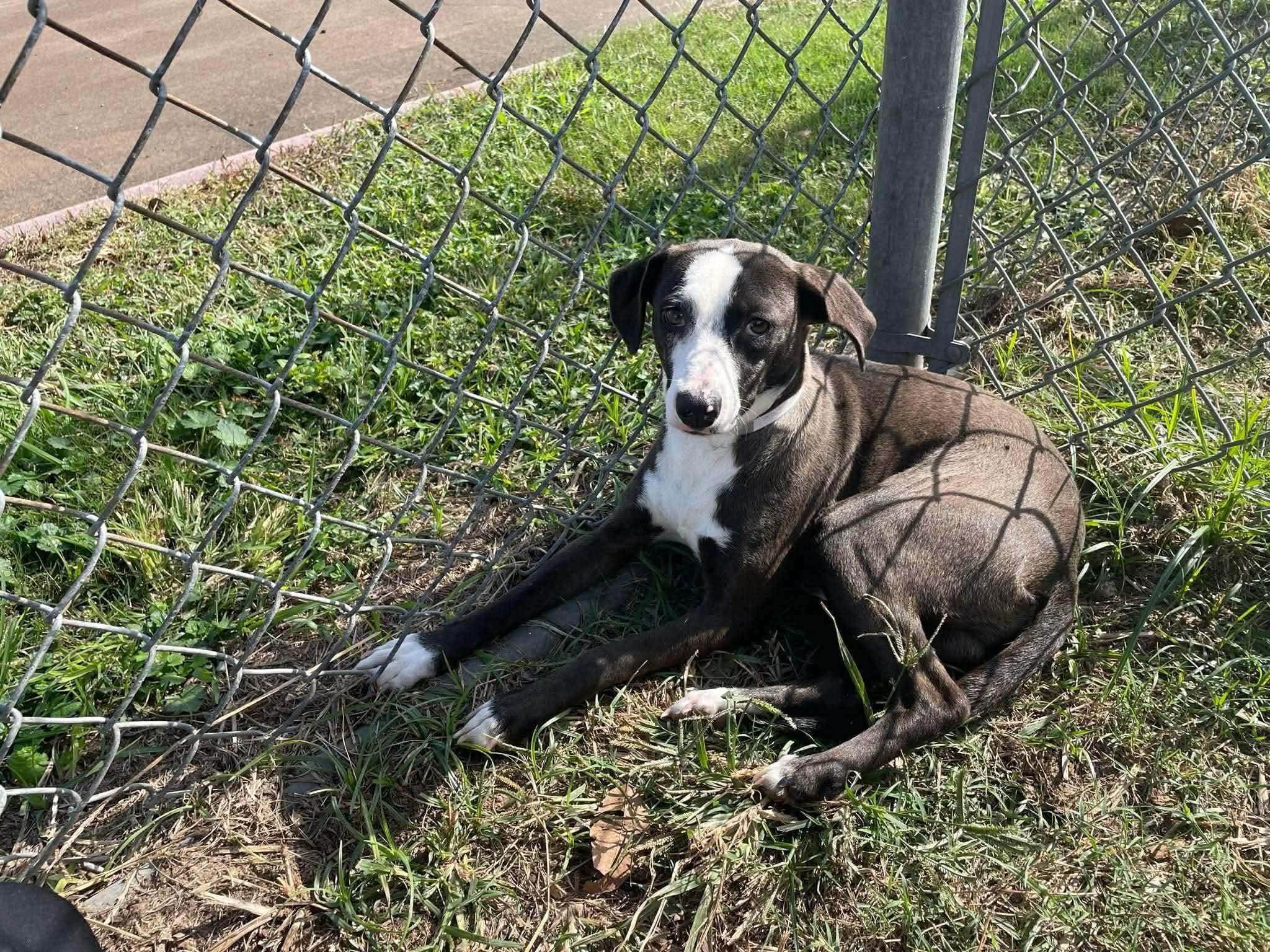 Enlarge Flippy, a Adoptable mixed breed in Kutztown , PA image 5/6