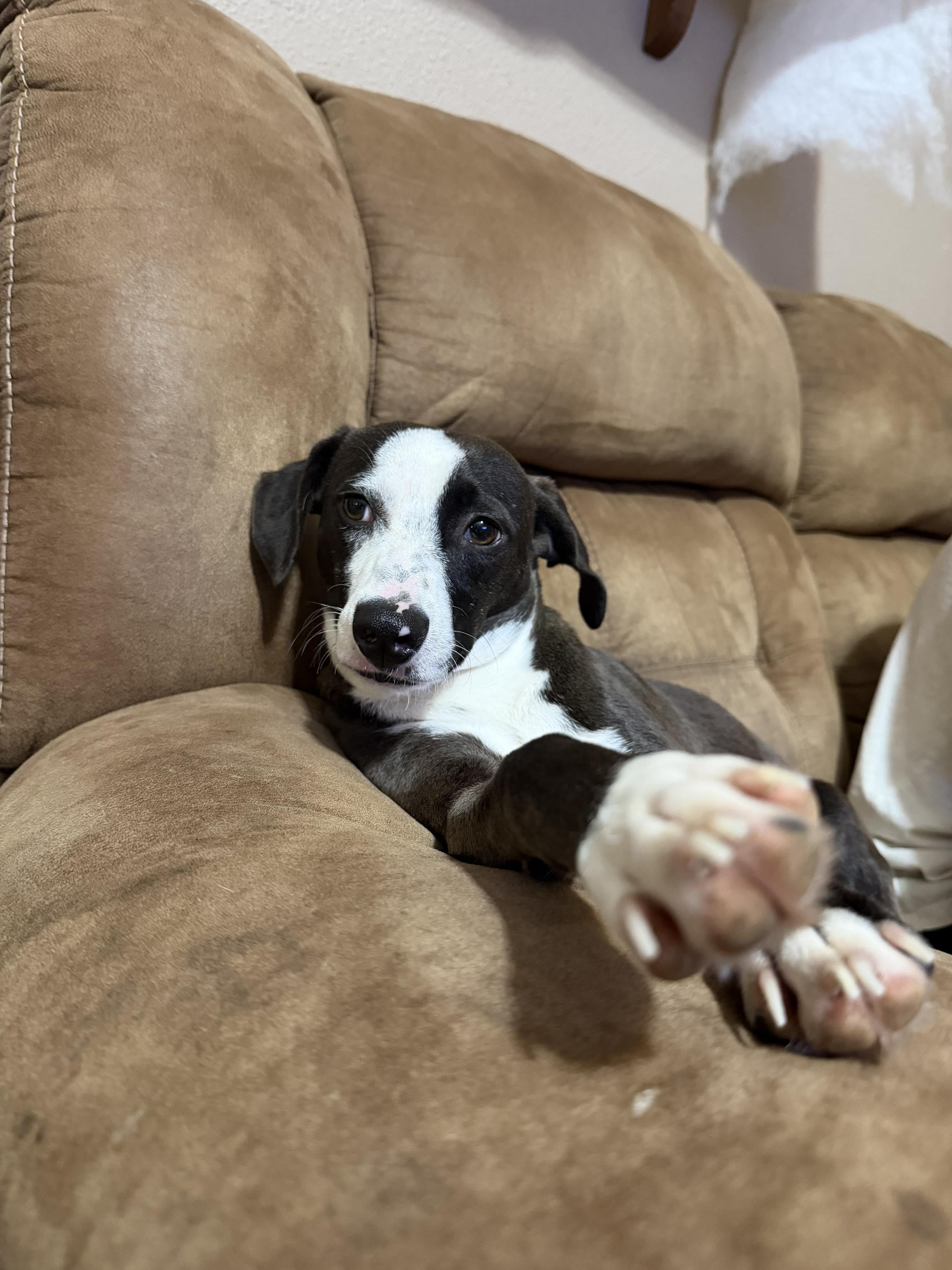 Enlarge Flippy, a Adoptable mixed breed in Kutztown , PA image 1/6