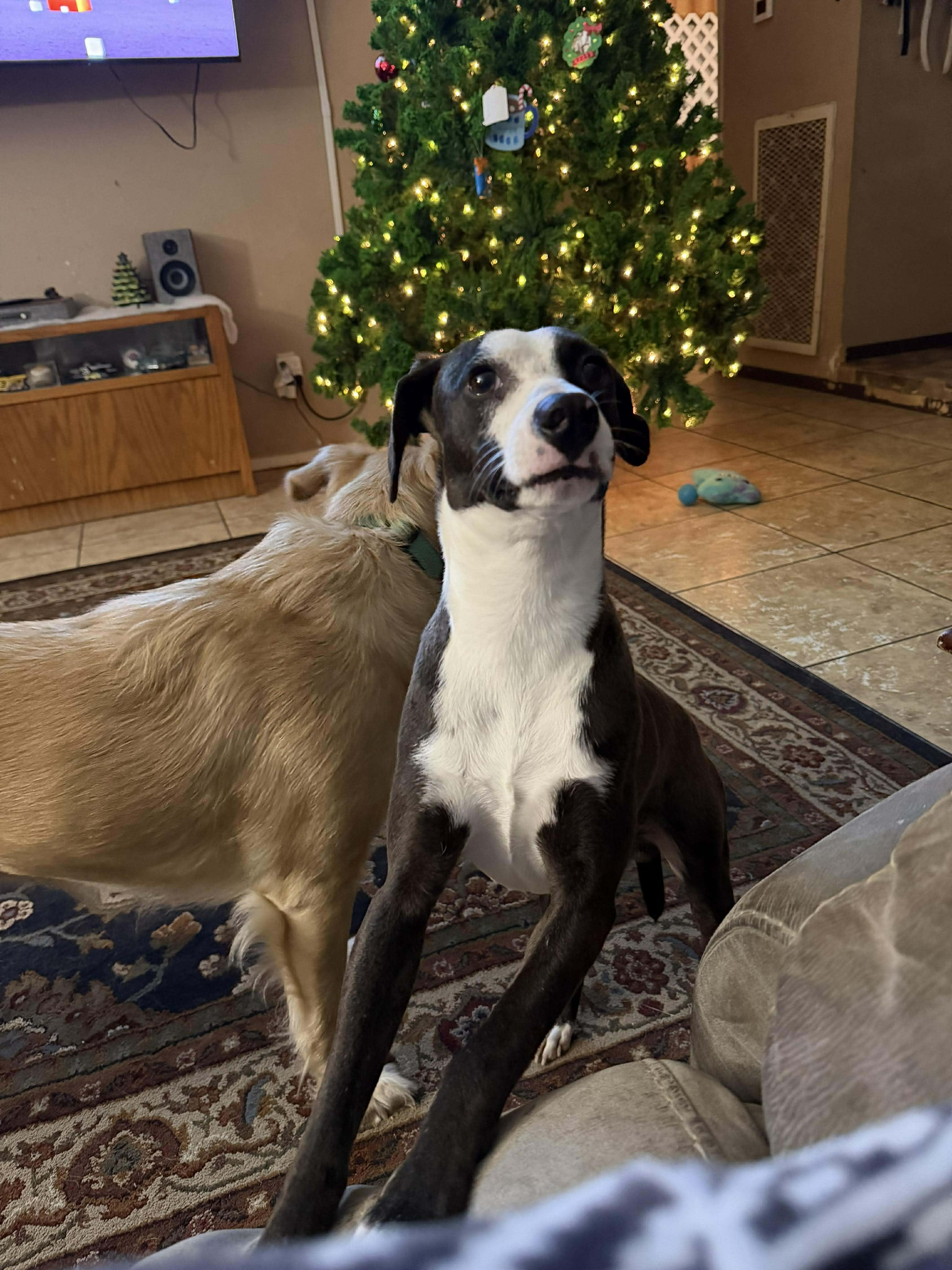 Enlarge Flippy, a Adoptable mixed breed in Kutztown , PA image 2/6