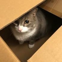 Enlarge Chester & Banjo, a Adopted American Shorthair in Frederick, MD image 1/3