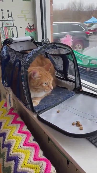 Enlarge Chester & Banjo, a Adopted American Shorthair in Frederick, MD video 3/3