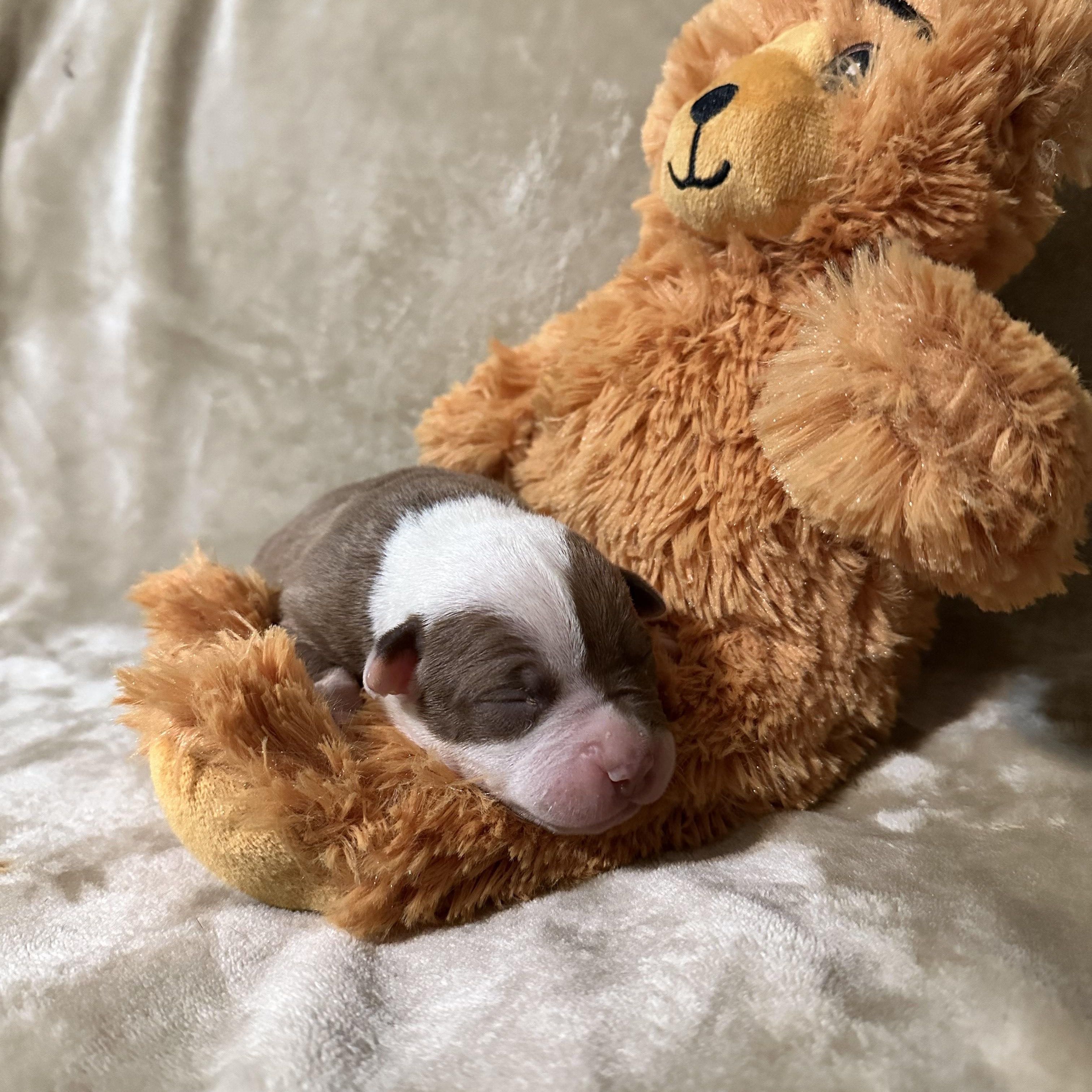 Enlarge Jolene, a Adopted mixed breed in SACRAMENTO, CA image 2/2