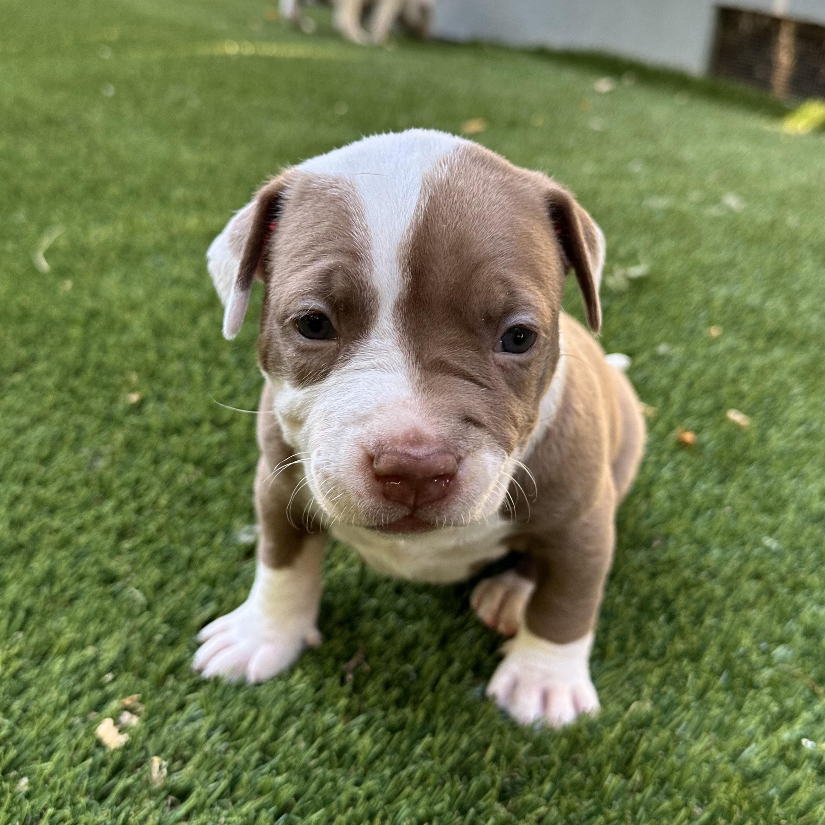 Jolene, Adopted, Puppy Female Pit Bull Terrier & American Bulldog.