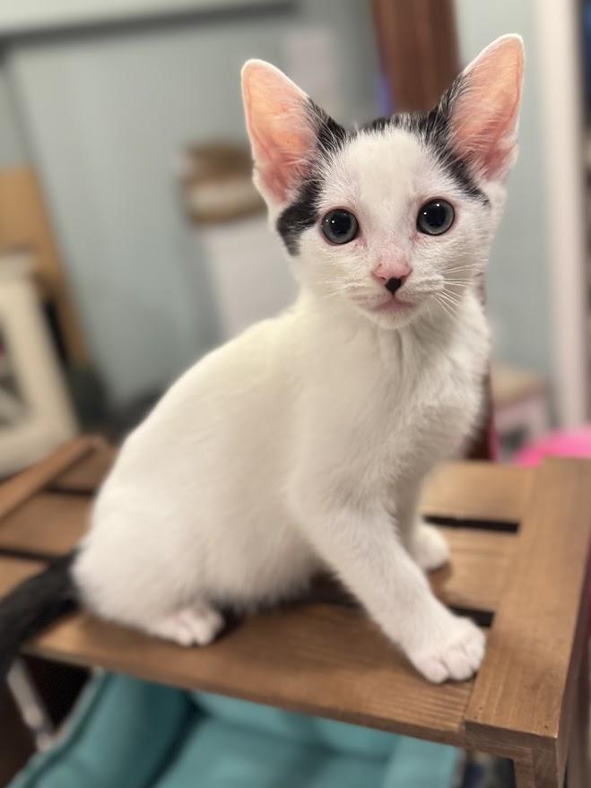 Selene- bonded with Spirit