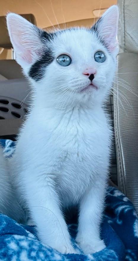 Selene- bonded with Spirit