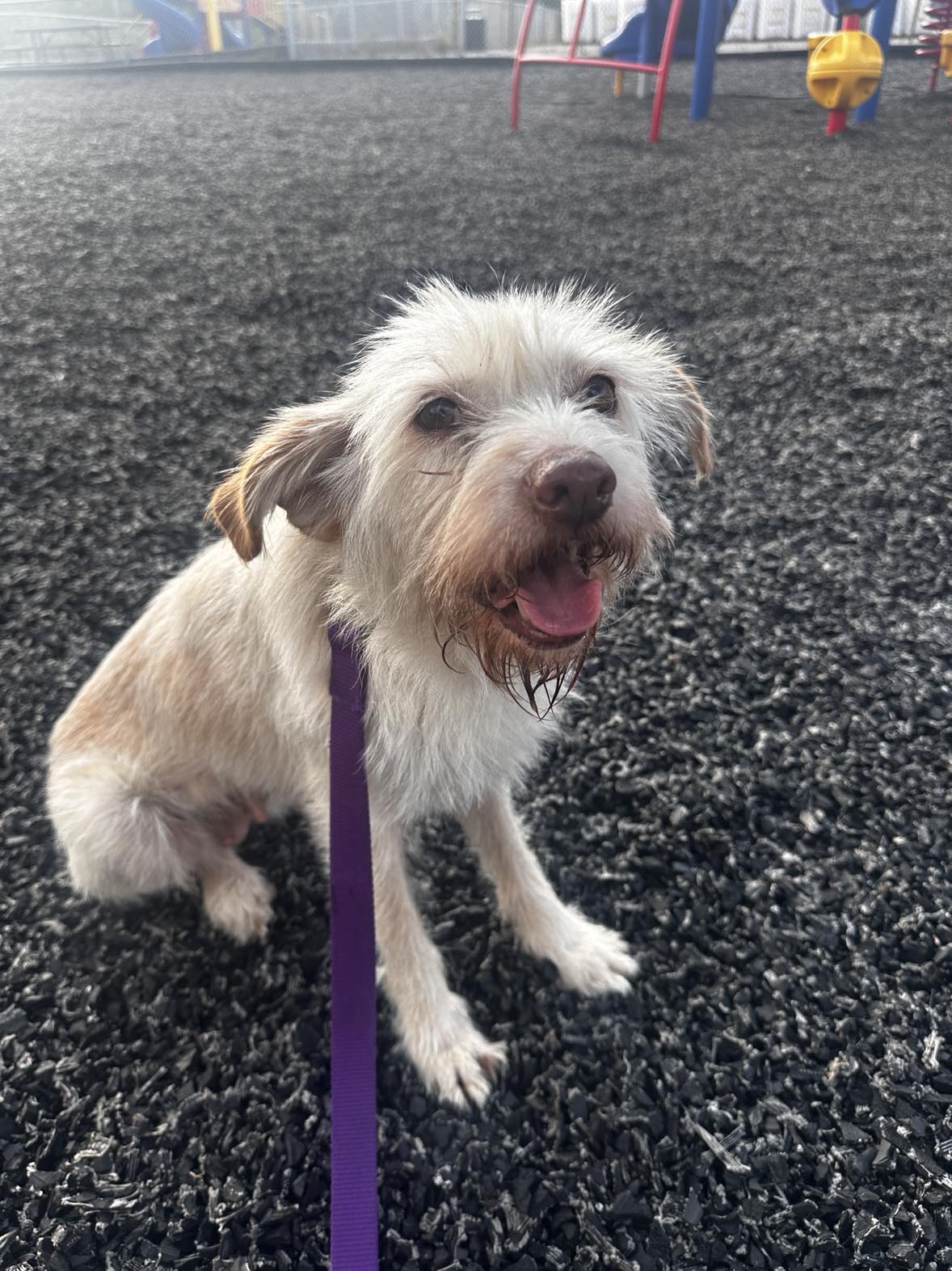 Enlarge Jenny, a Adopted Mixed Breed in Gibsonia , PA image 1/3