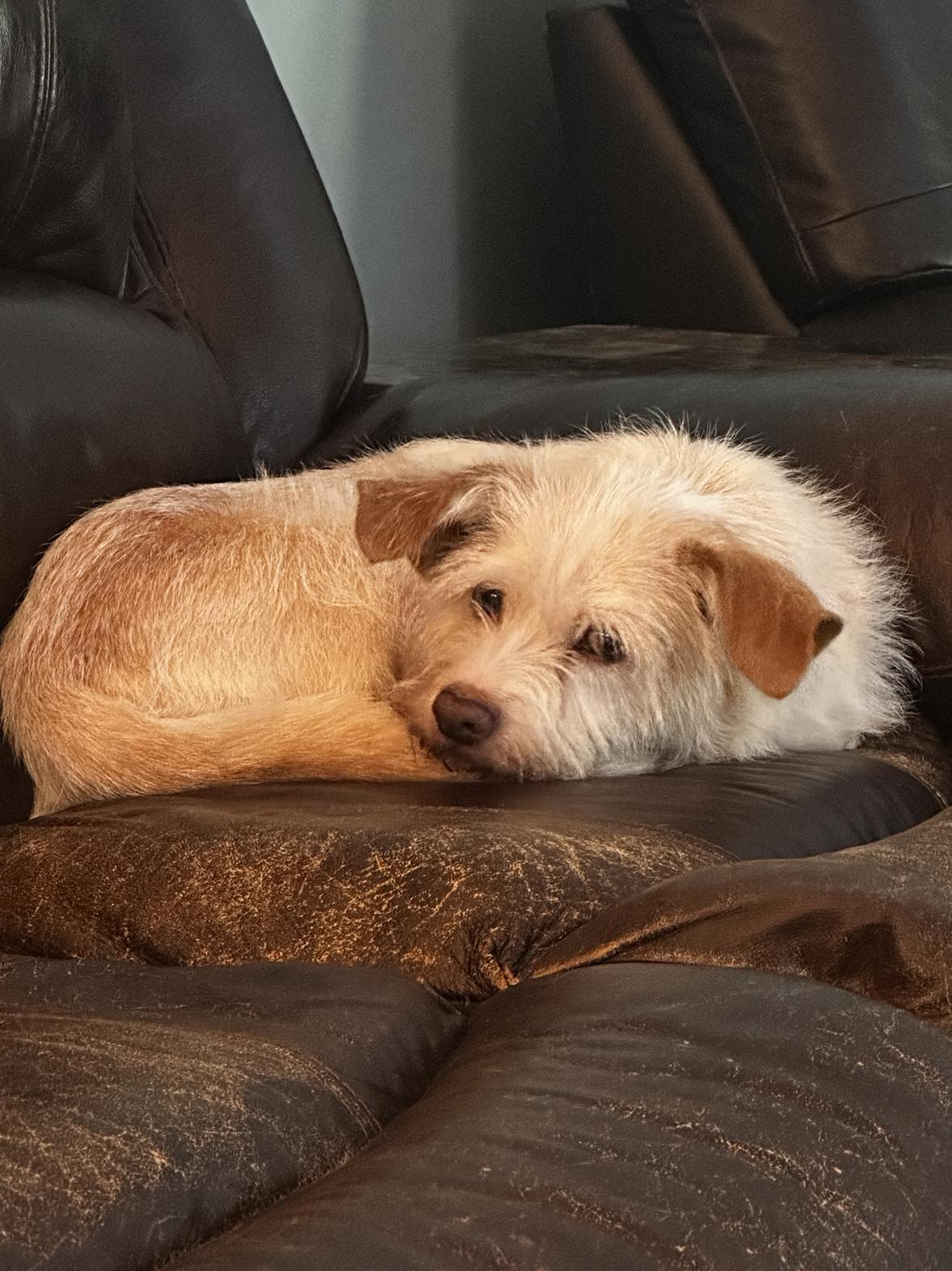 Enlarge Jenny, a Adopted Mixed Breed in Gibsonia , PA image 3/3