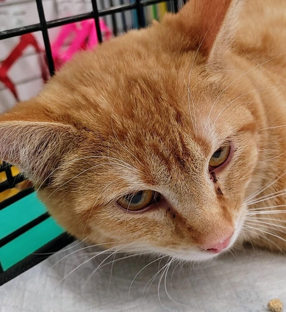 Enlarge Cedar, a Adoptable Domestic Short Hair in Jemez Pueblo, NM image 1/5