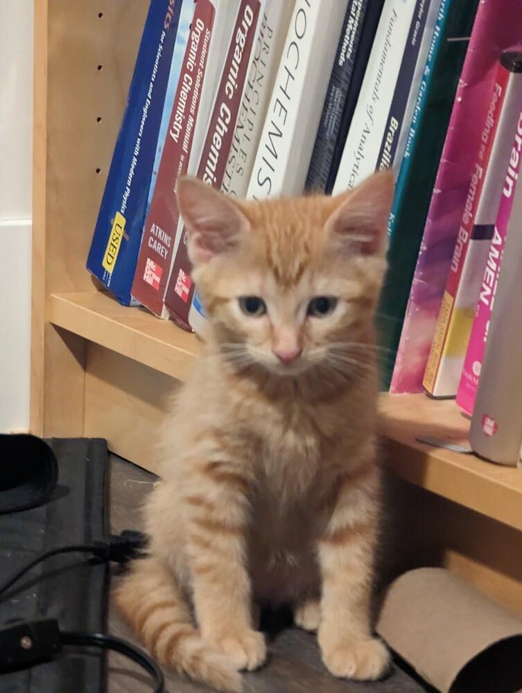 Cedar, Adoptable, Kitten Male Domestic Short Hair.