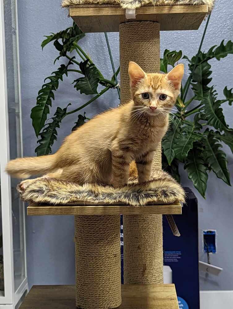 Enlarge Cedar, a Adoptable Domestic Short Hair in Jemez Pueblo, NM image 4/5