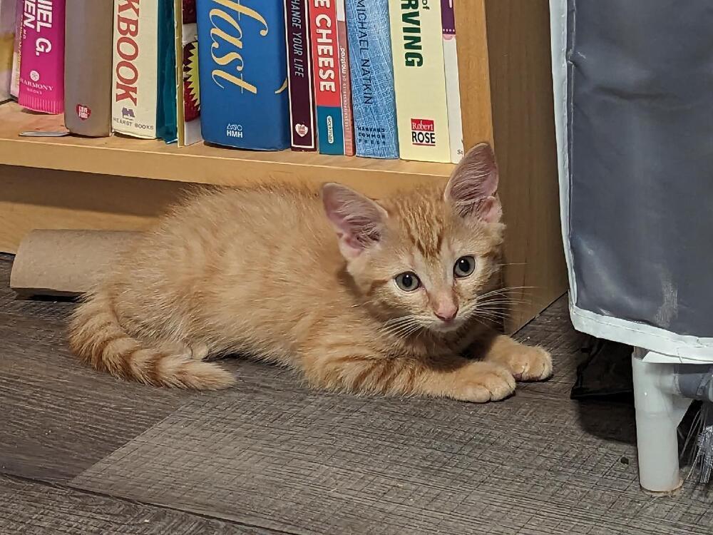 Enlarge Cedar, a Adoptable Domestic Short Hair in Jemez Pueblo, NM image 5/5