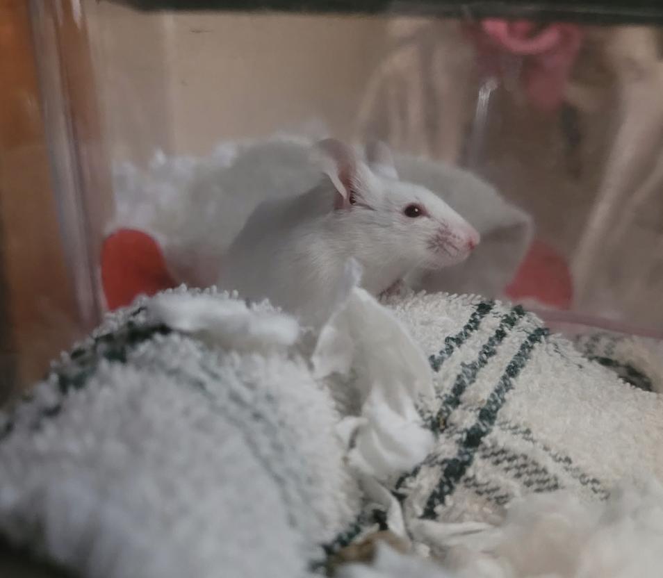 Enlarge Mild, a Adoptable Mouse in Minneapolis, MN image 2/2