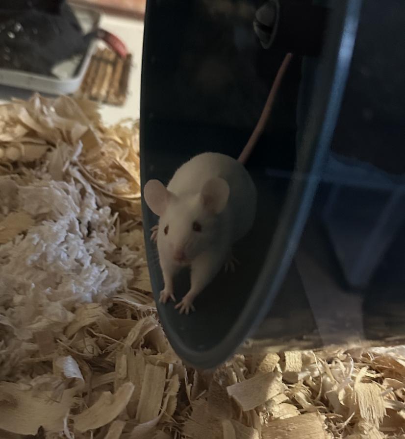 Enlarge Mild, a Adoptable Mouse in Minneapolis, MN image 1/2