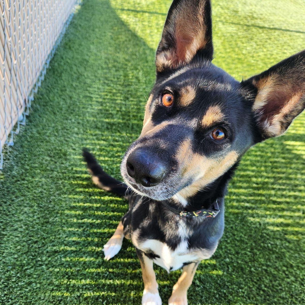 Enlarge Astra, a Adoptable Australian Kelpie in Liberty, MO image 1/5