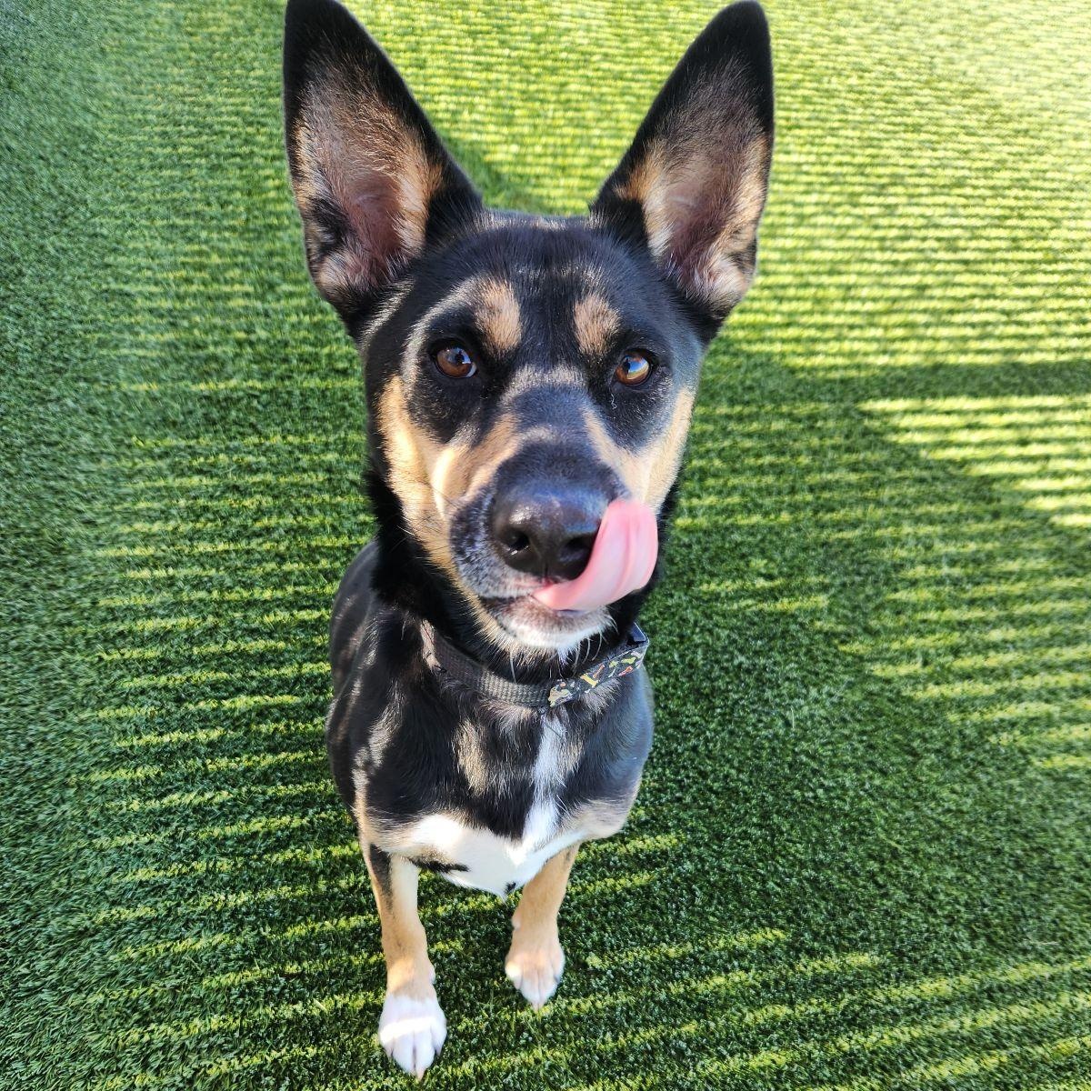 Enlarge Astra, a Adoptable Australian Kelpie in Liberty, MO image 2/5