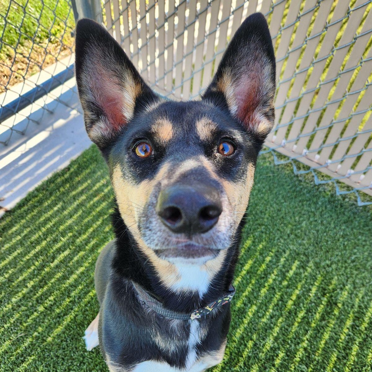 Enlarge Astra, a Adoptable Australian Kelpie in Liberty, MO image 5/5