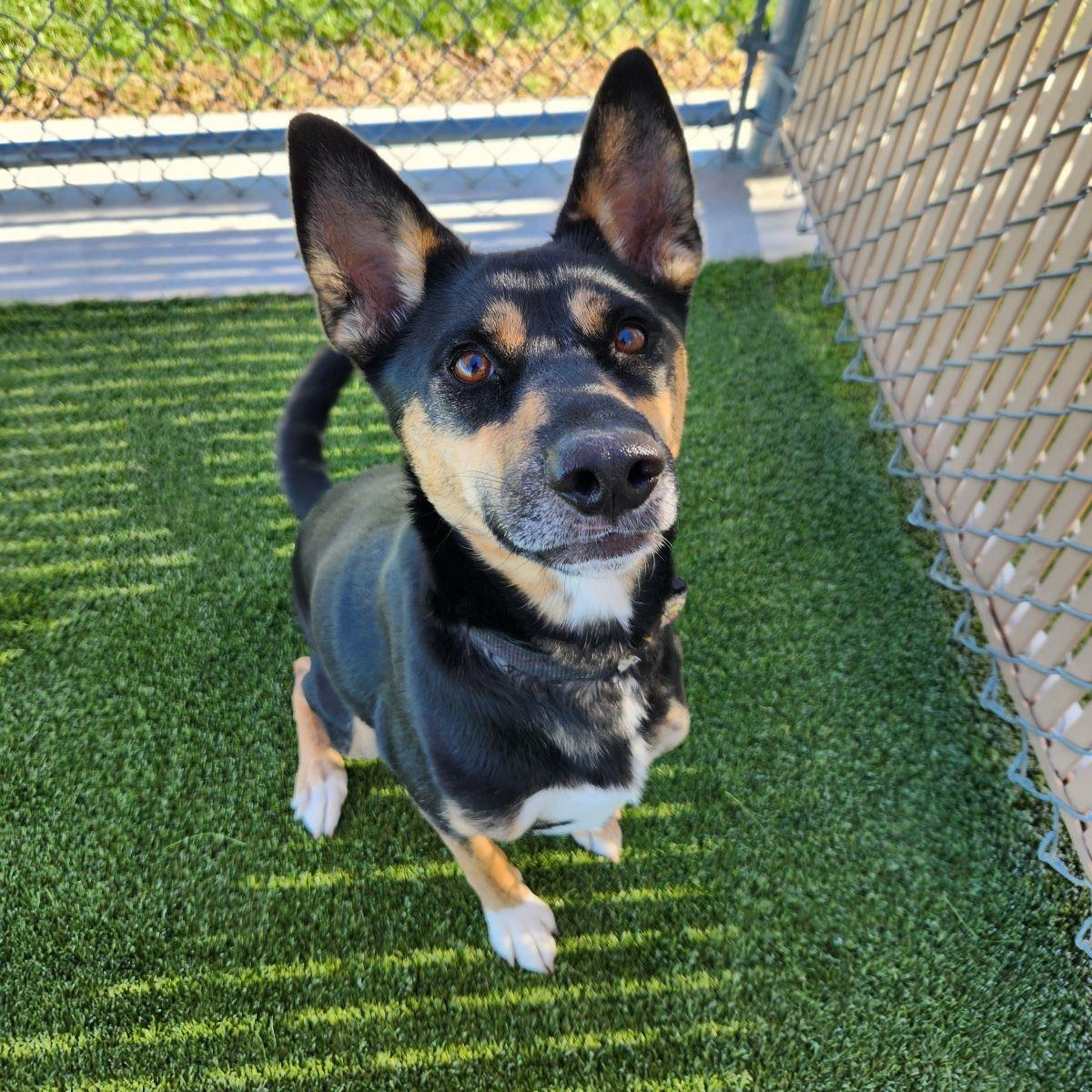 Enlarge Astra, a Adoptable Australian Kelpie in Liberty, MO image 3/5