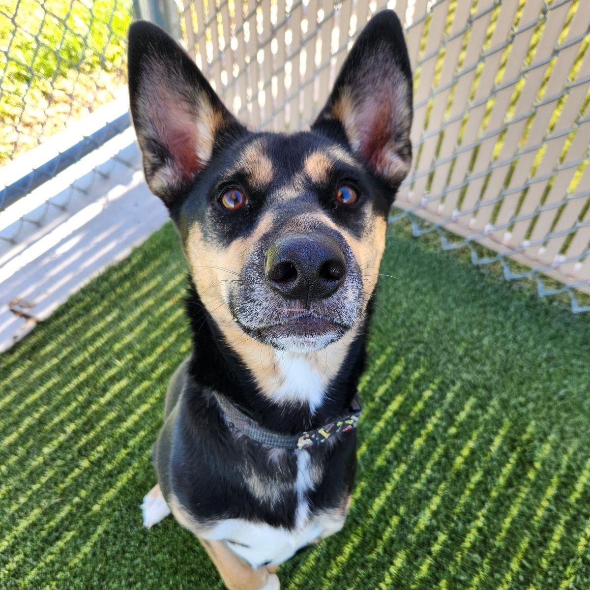 Enlarge Astra, a Adoptable Australian Kelpie in Liberty, MO image 4/5