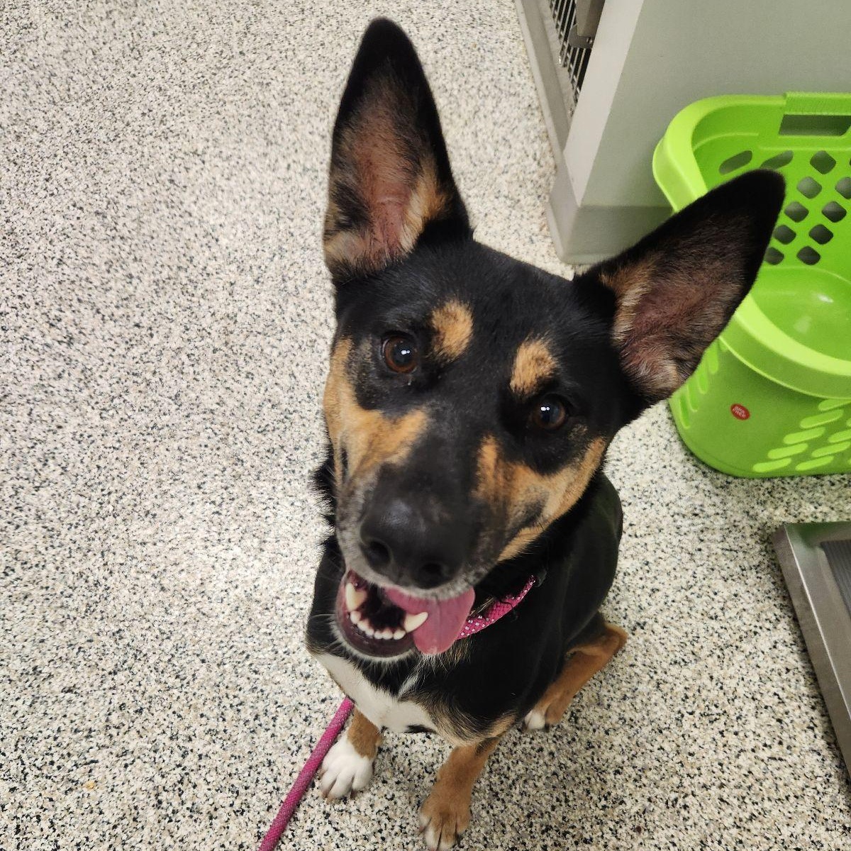 FOUND, Adoptable, Young Female Australian Kelpie.