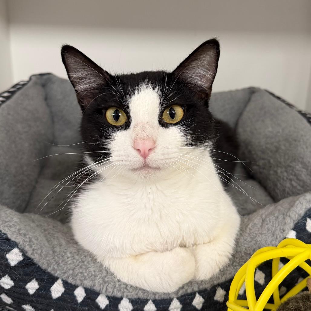 Enlarge Donut, a Adoptable Domestic Short Hair in Stillwater, OK image 1/1