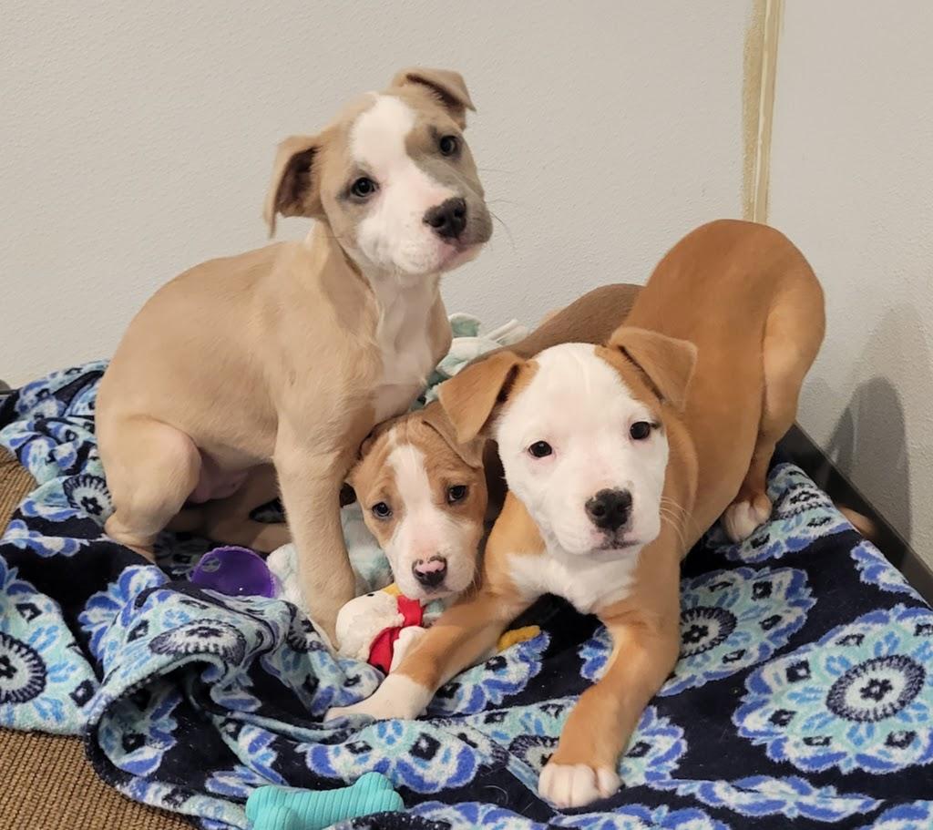 Enlarge Margo, a ADOPTABLE mixed breed in Lisbon, OH image 4/5