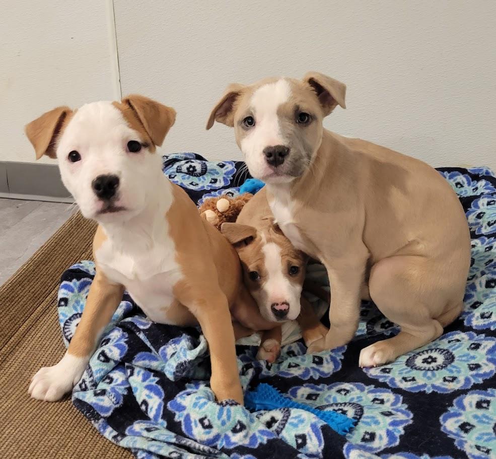 Enlarge Margo, a ADOPTABLE mixed breed in Lisbon, OH image 2/5