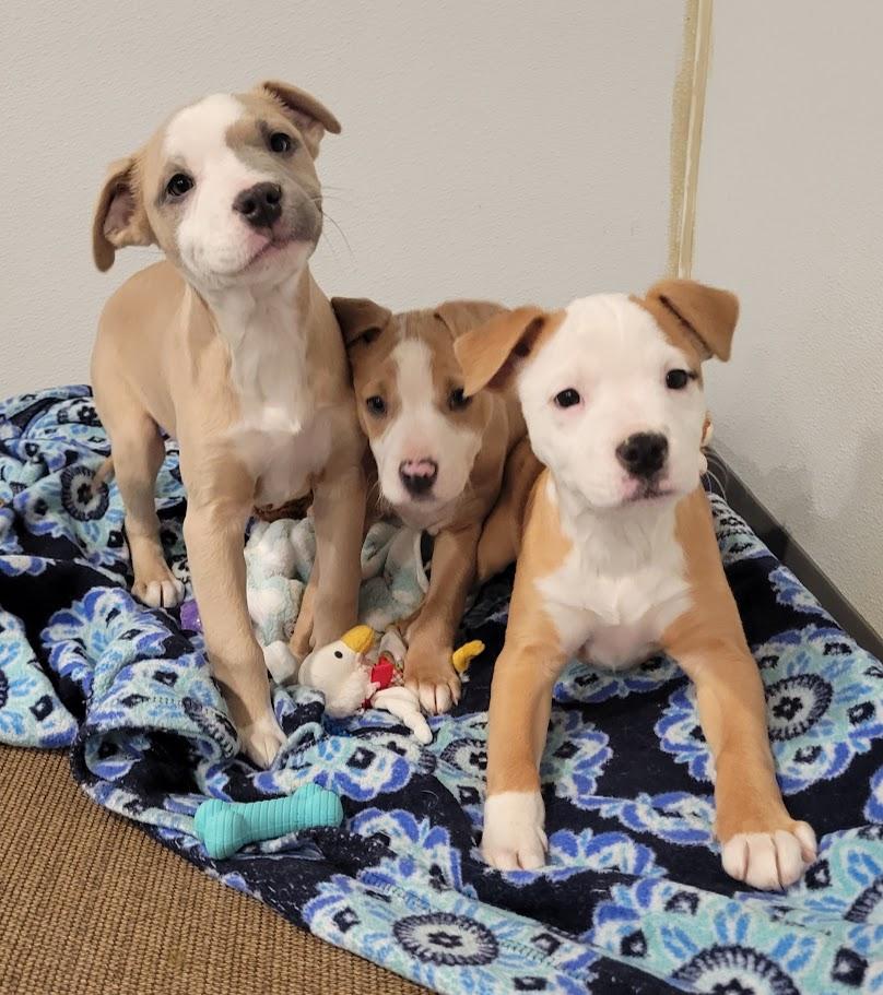 Enlarge Margo, a ADOPTABLE mixed breed in Lisbon, OH image 5/5