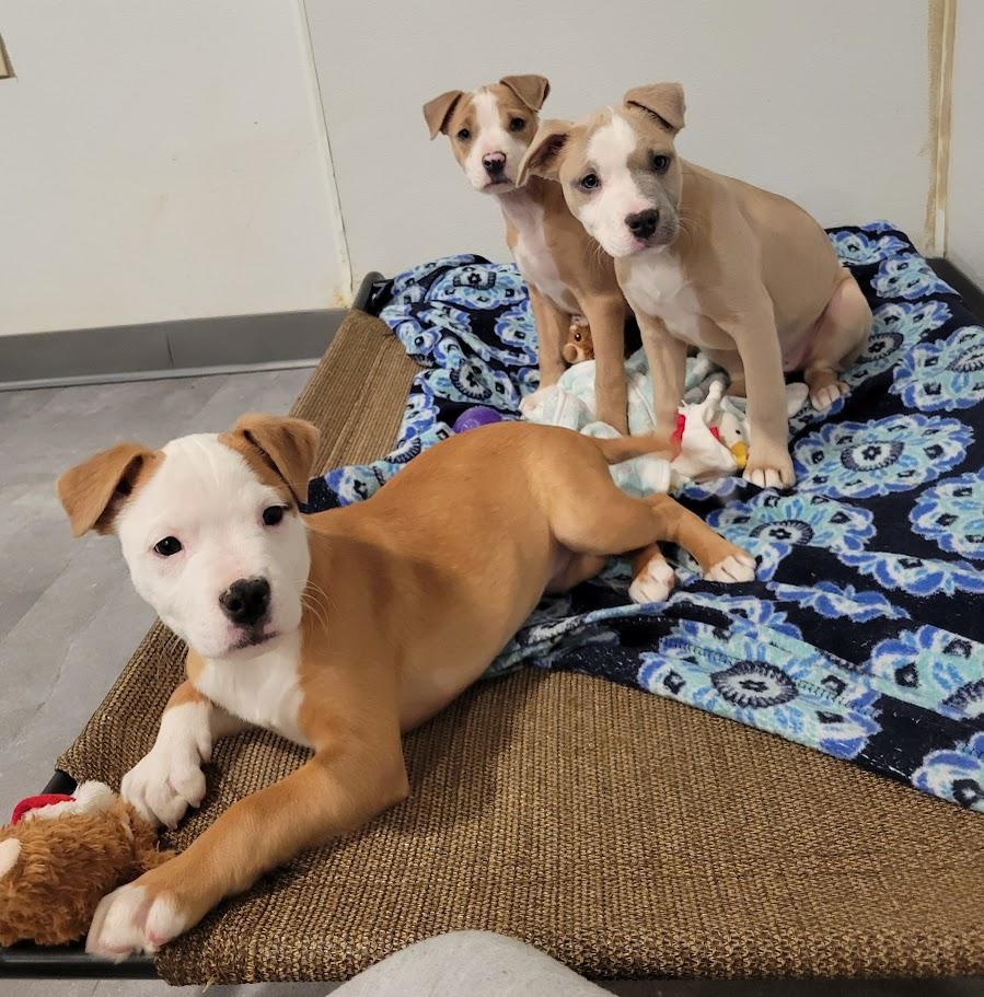 Enlarge Margo, a ADOPTABLE mixed breed in Lisbon, OH image 3/5