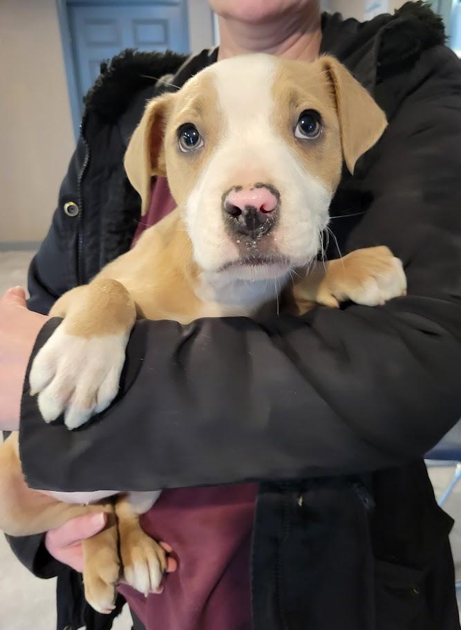 Enlarge Margo, a ADOPTABLE mixed breed in Lisbon, OH image 1/5