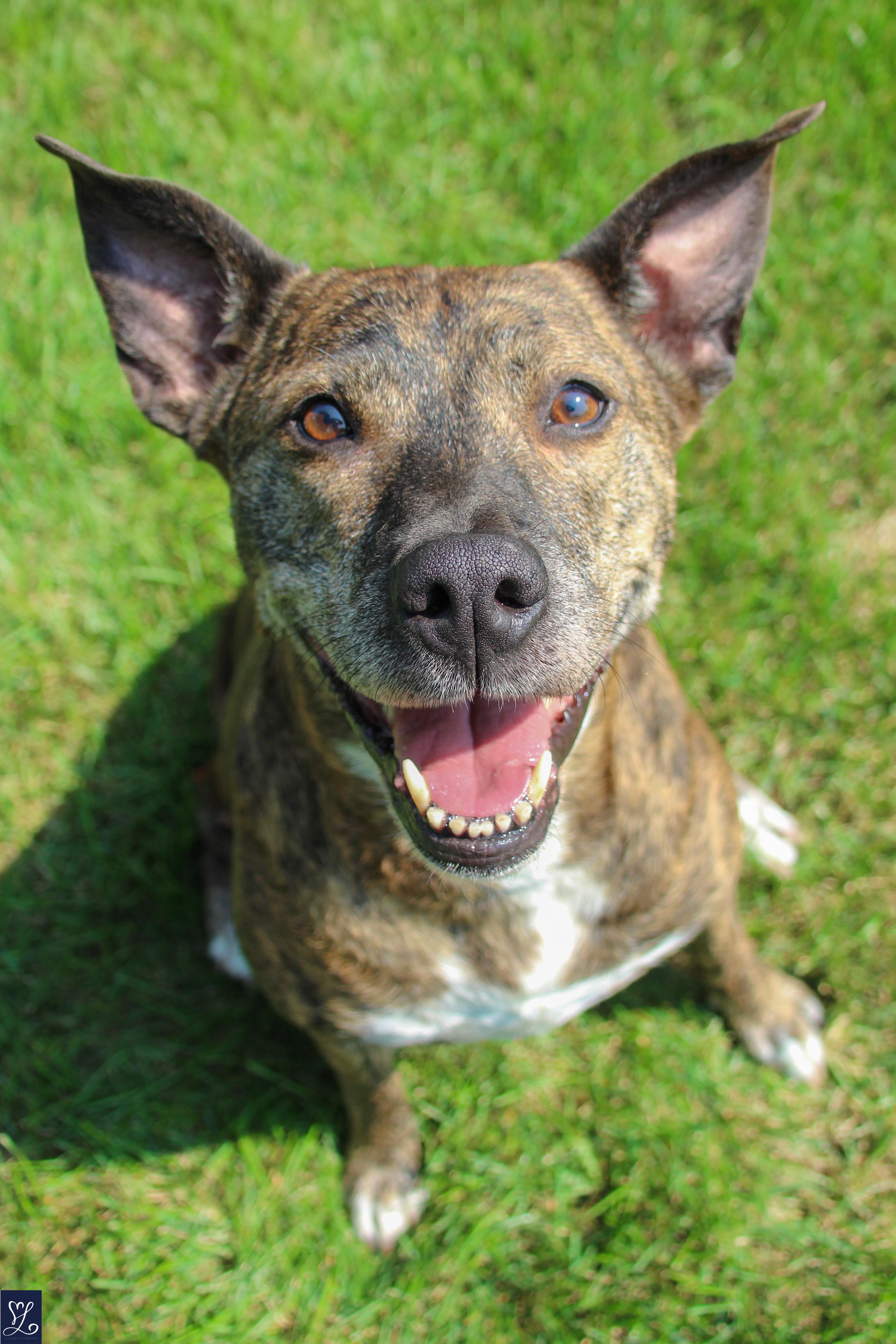Kelli, an adopted mixed breed in Walworth, NY image 2/6