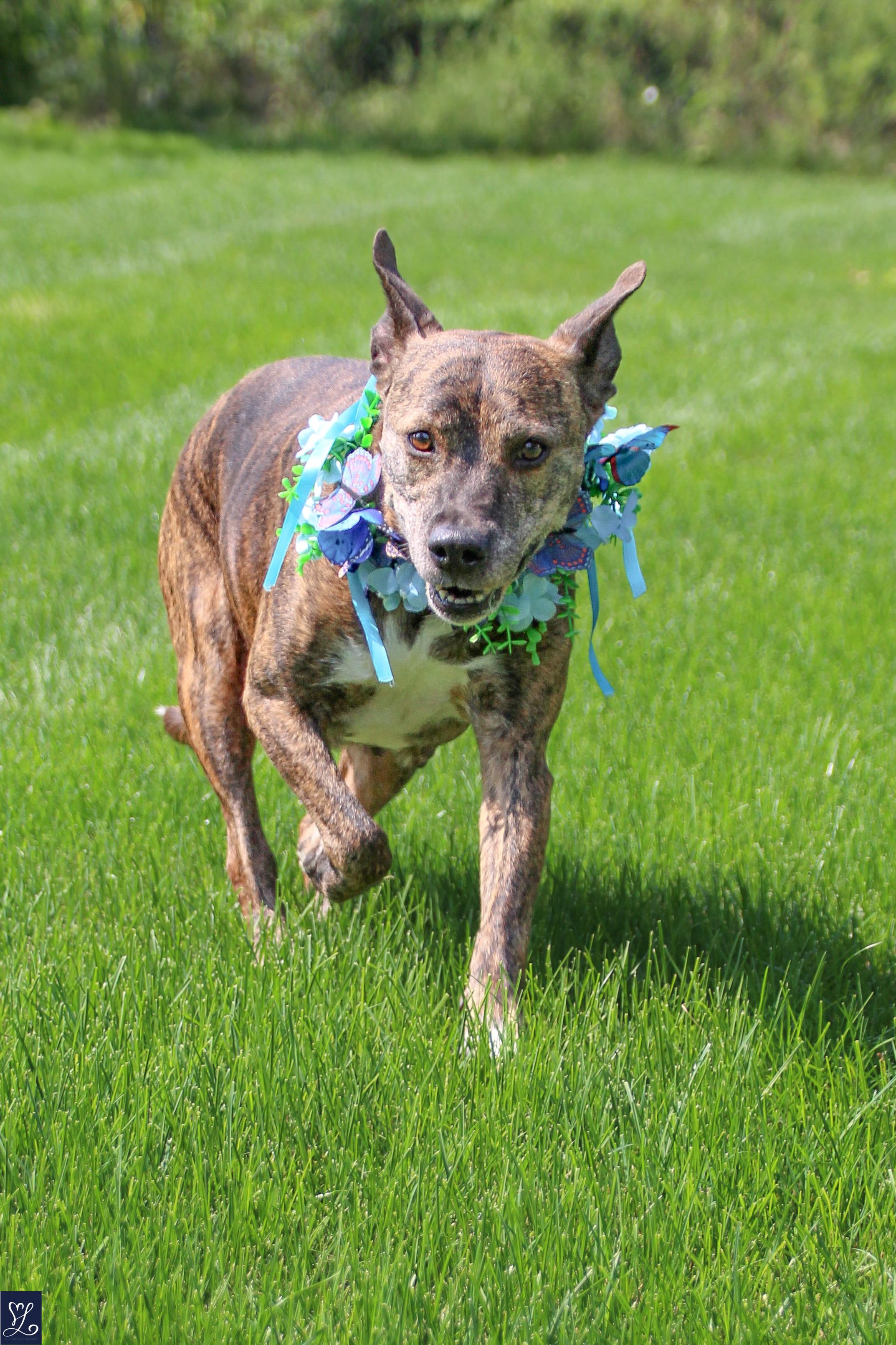 Kelli, an adopted mixed breed in Walworth, NY image 3/6