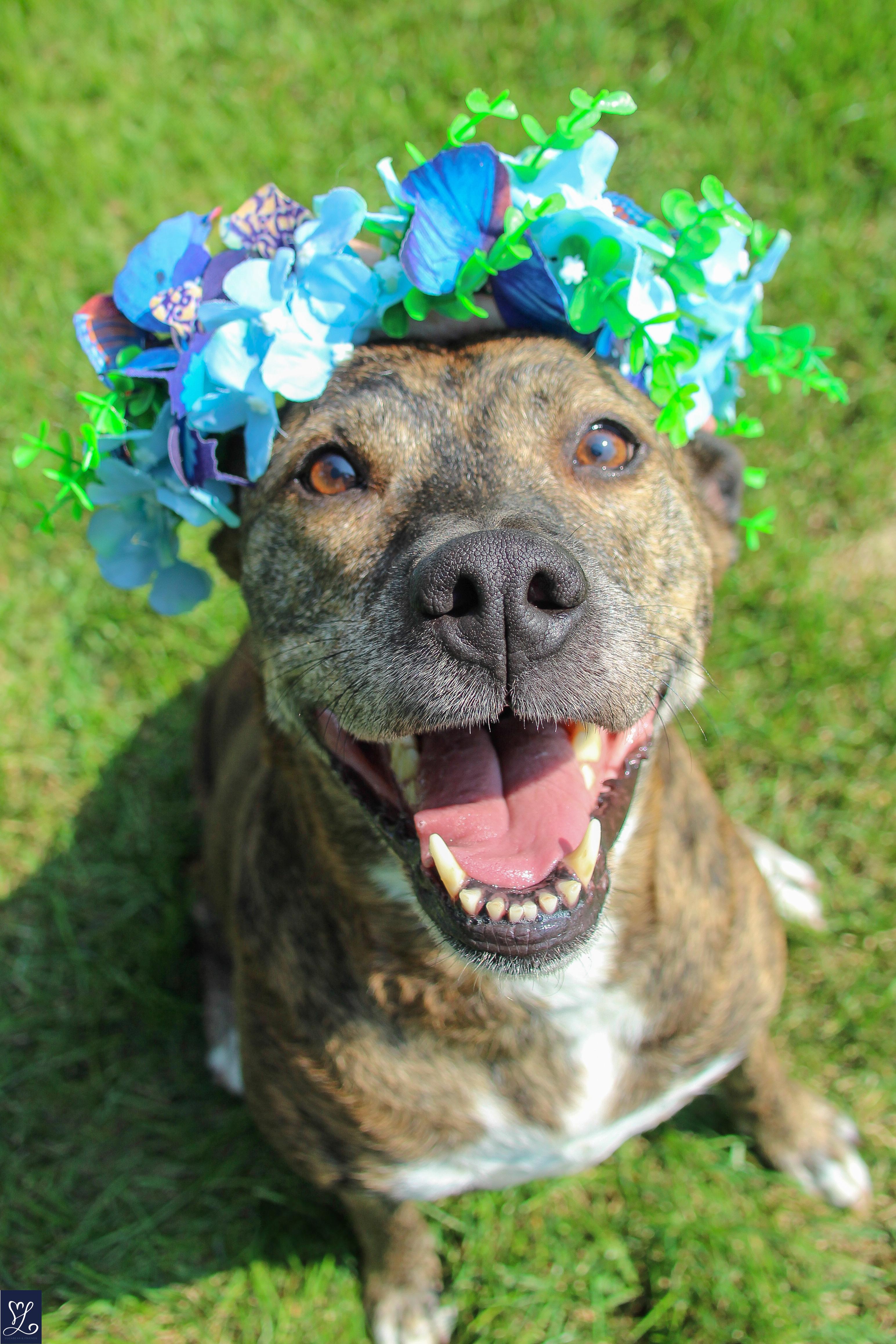 Kelli, an adopted mixed breed in Walworth, NY image 1/6