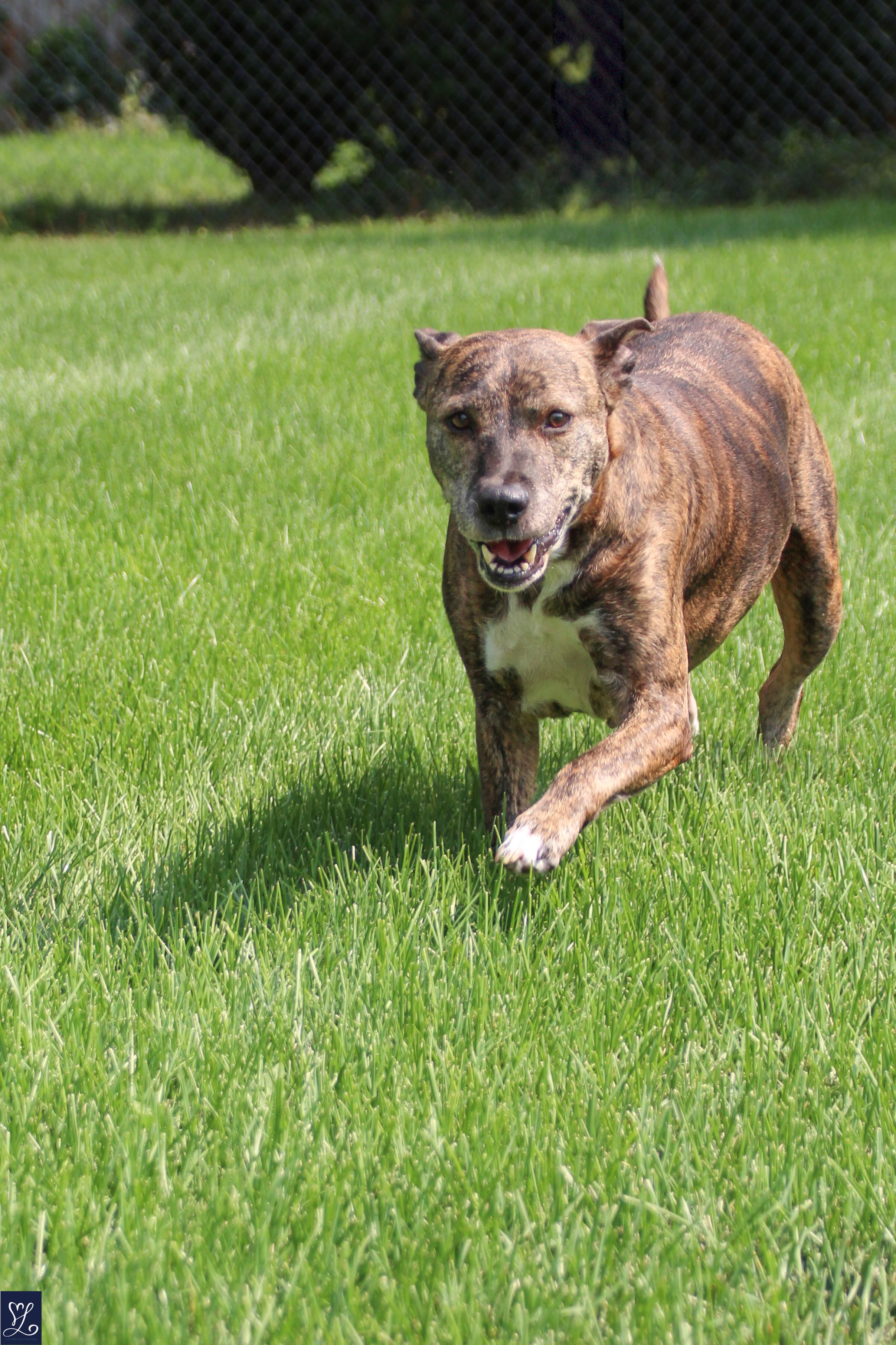 Kelli, an adopted mixed breed in Walworth, NY image 4/6