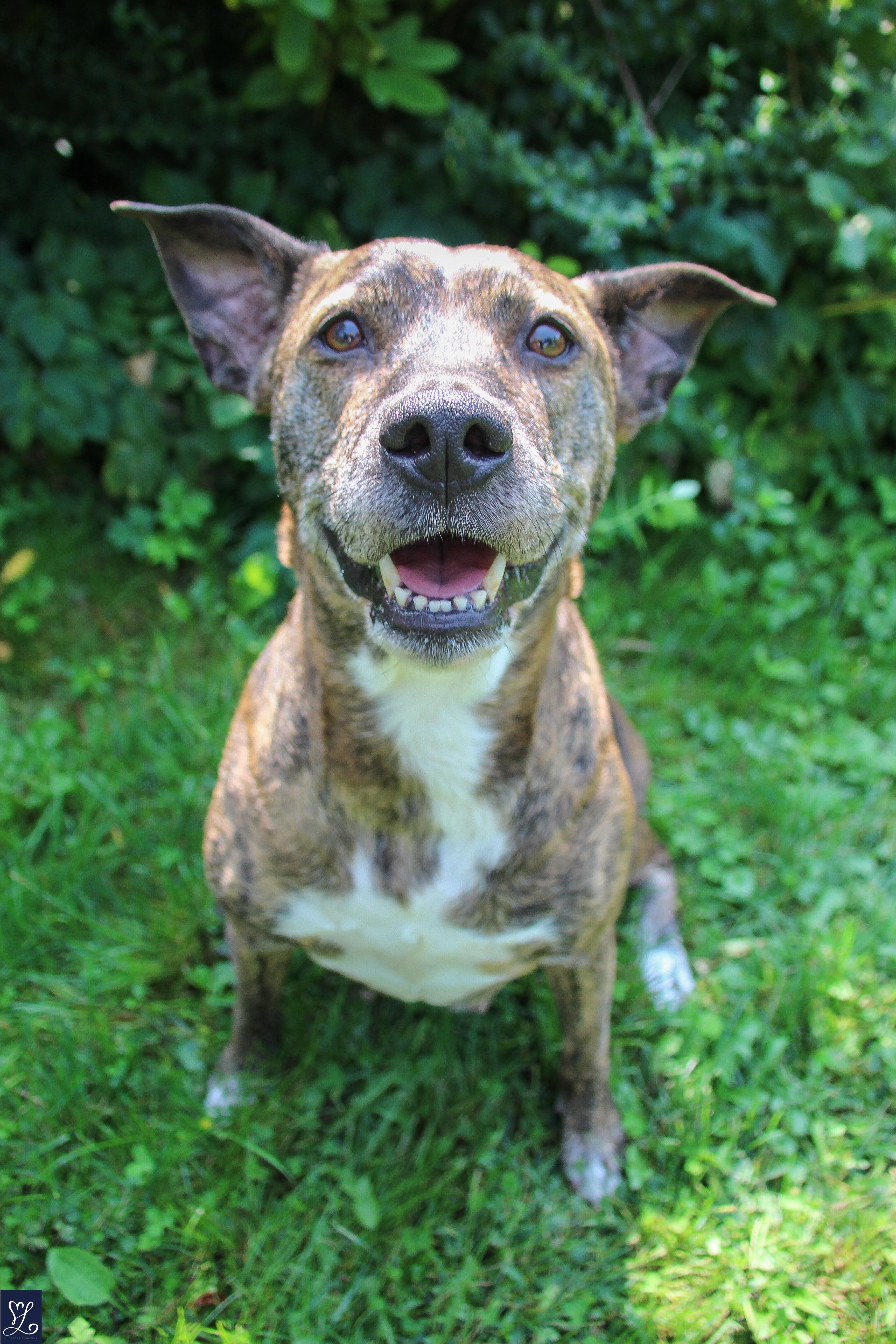Kelli, an adopted mixed breed in Walworth, NY image 5/6