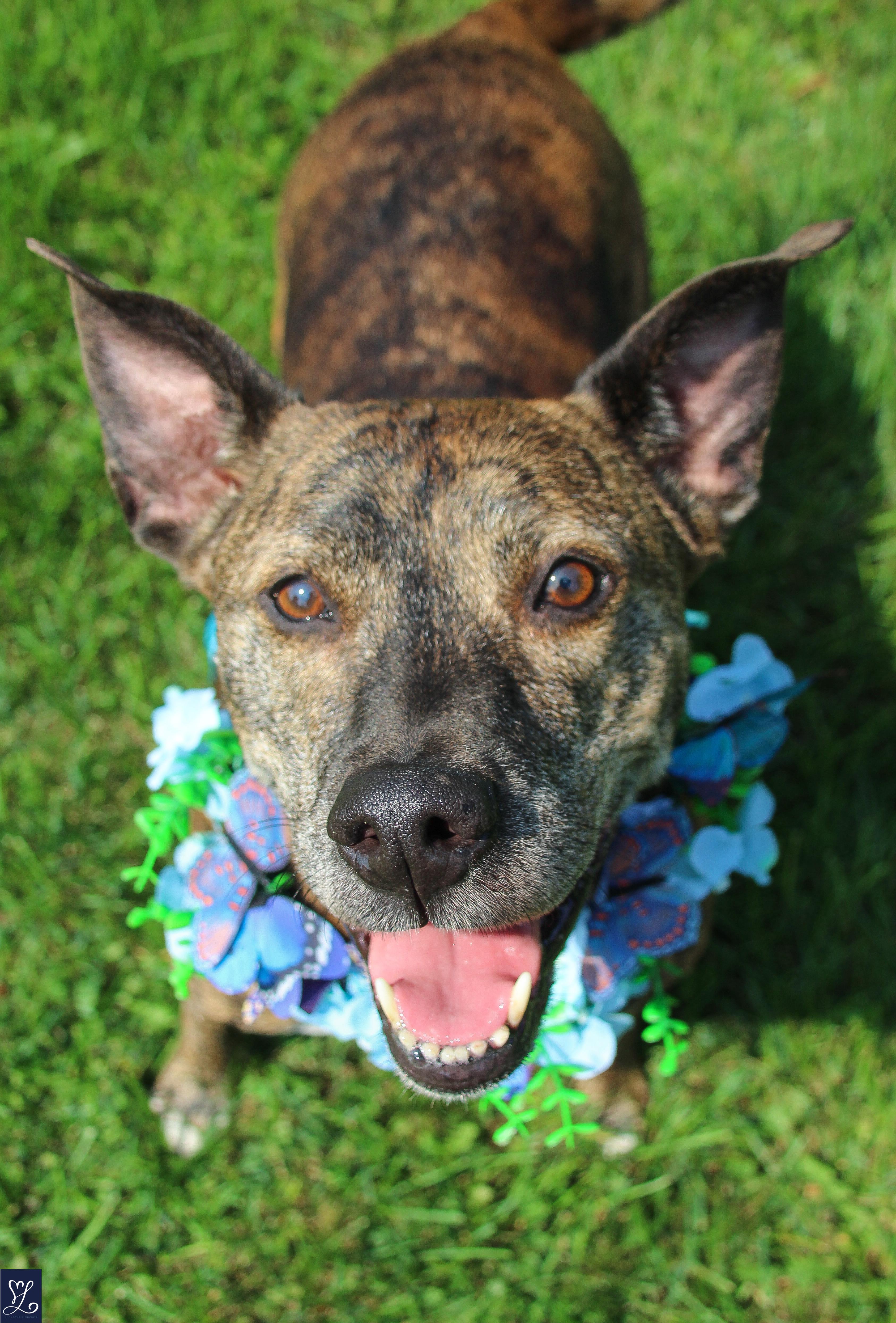 Kelli, an adopted mixed breed in Walworth, NY image 6/6