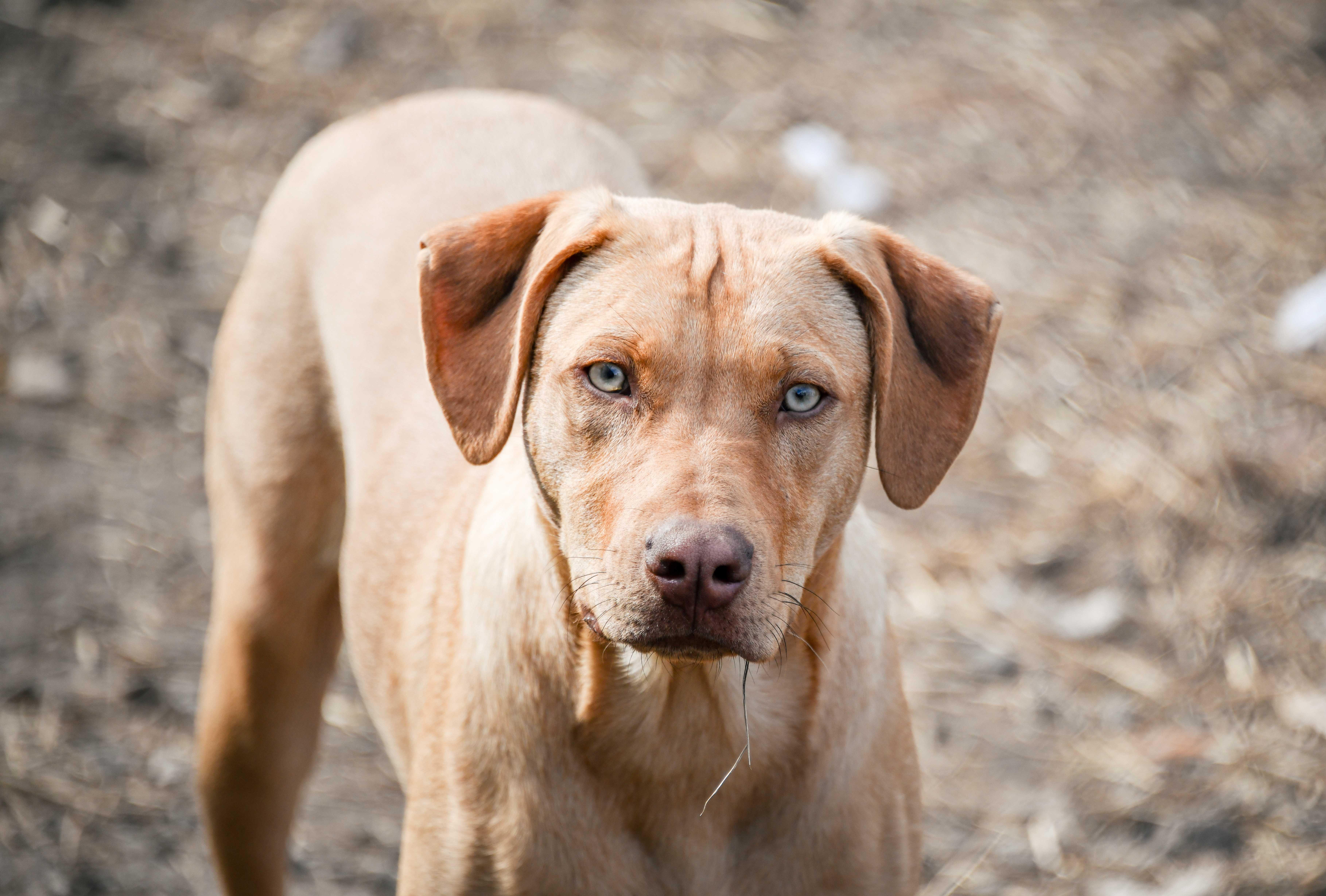 Enlarge Woody, a Adoptable mixed breed in Tracy City , TN image 1/4