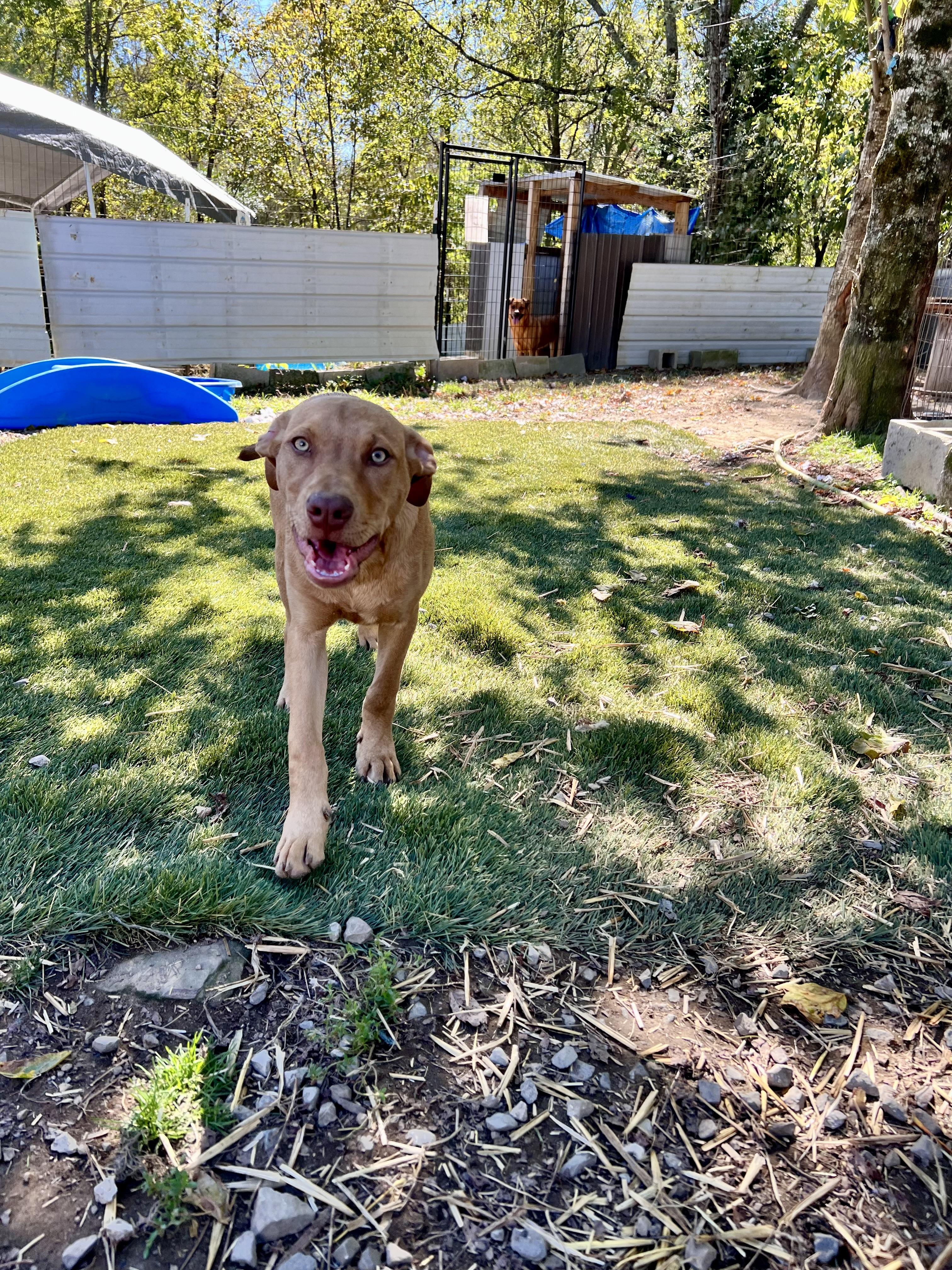 Woody, Adoptable, Young Male Labrador Retriever.