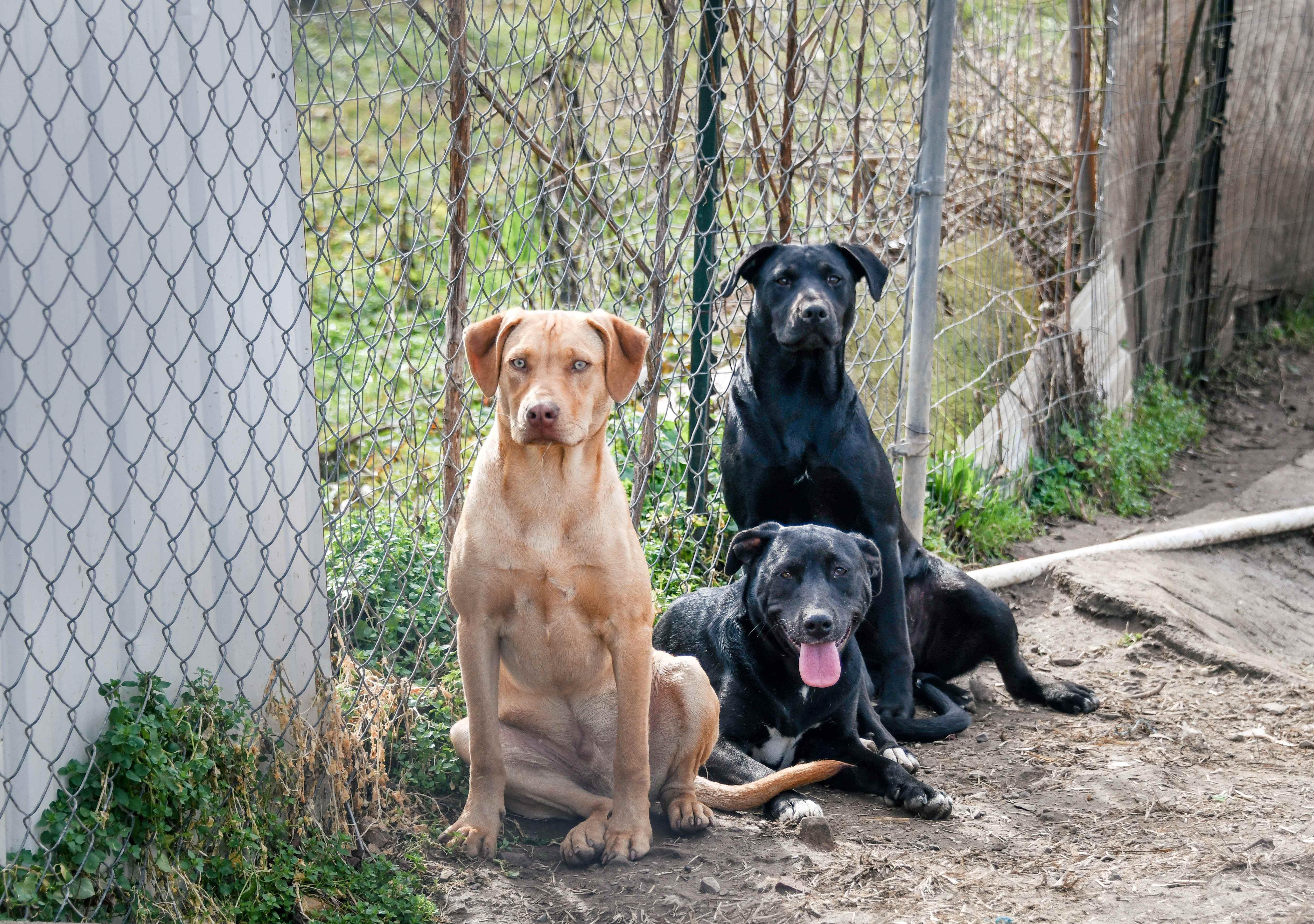 Enlarge Woody, a Adoptable mixed breed in Tracy City , TN image 3/4