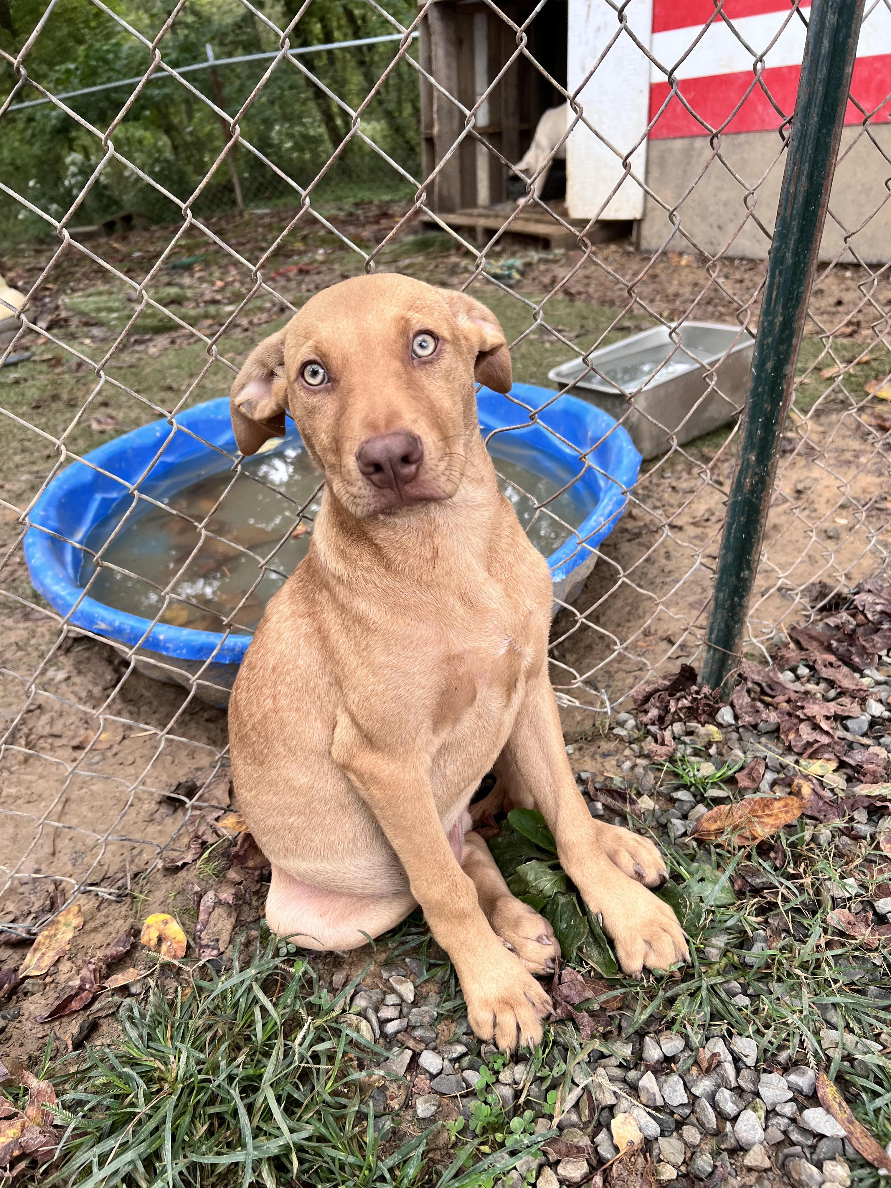 Woody, Adoptable, Young Male Labrador Retriever.